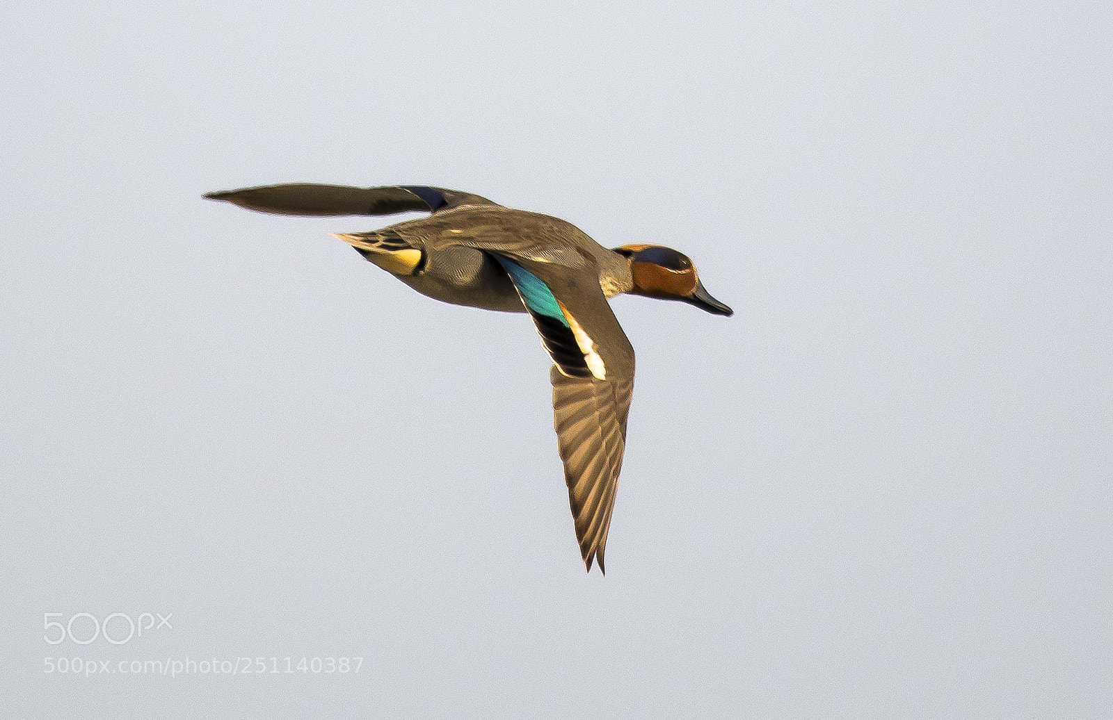 Nikon D850 sample photo. The fascinating green wing photography