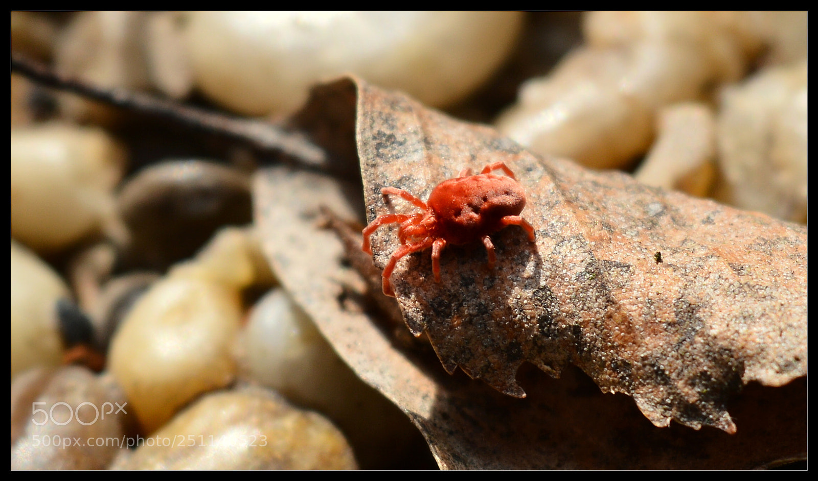 Nikon D3200 sample photo. A small red  spider photography
