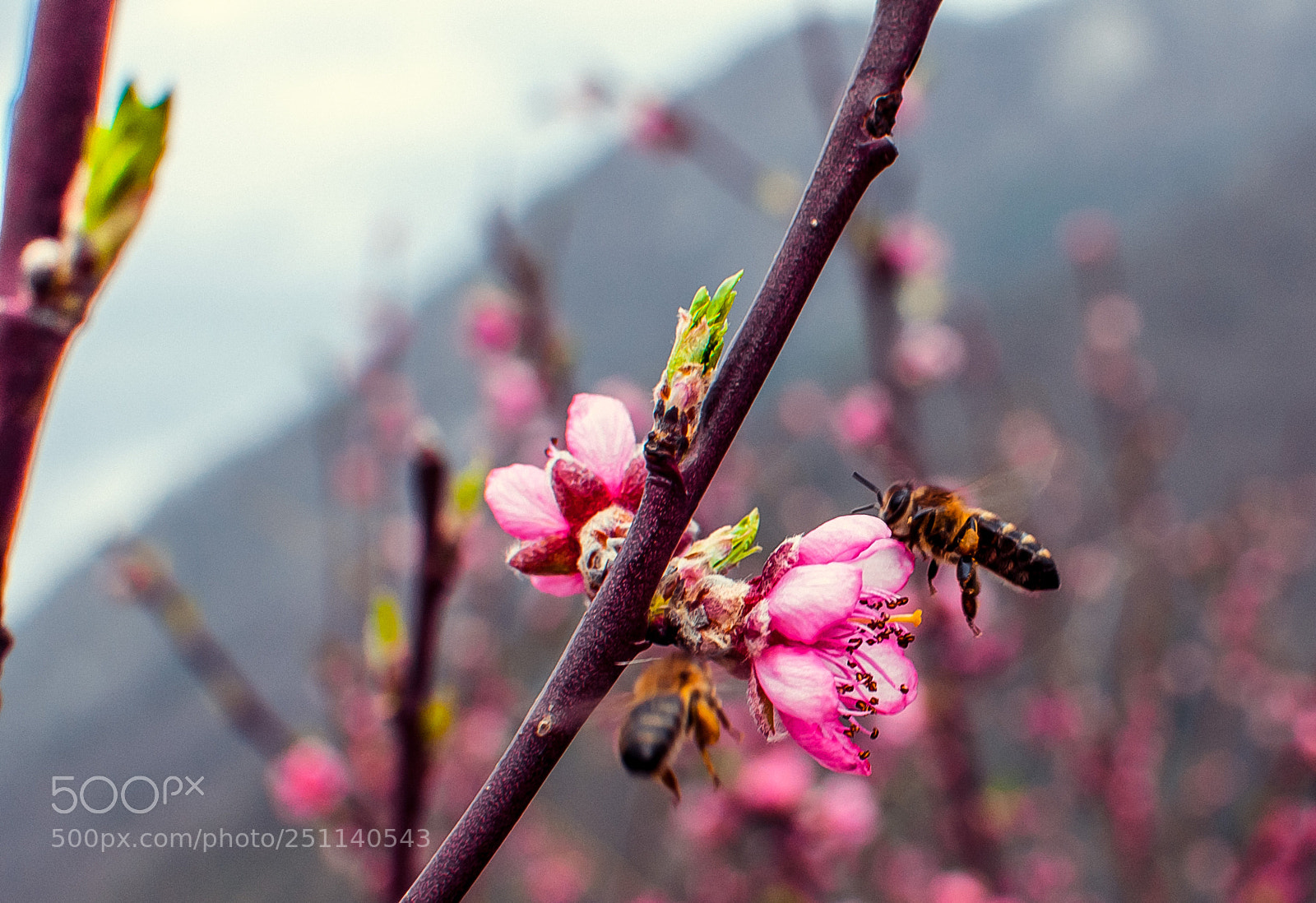 Nikon D90 sample photo. Spring honeybee photography