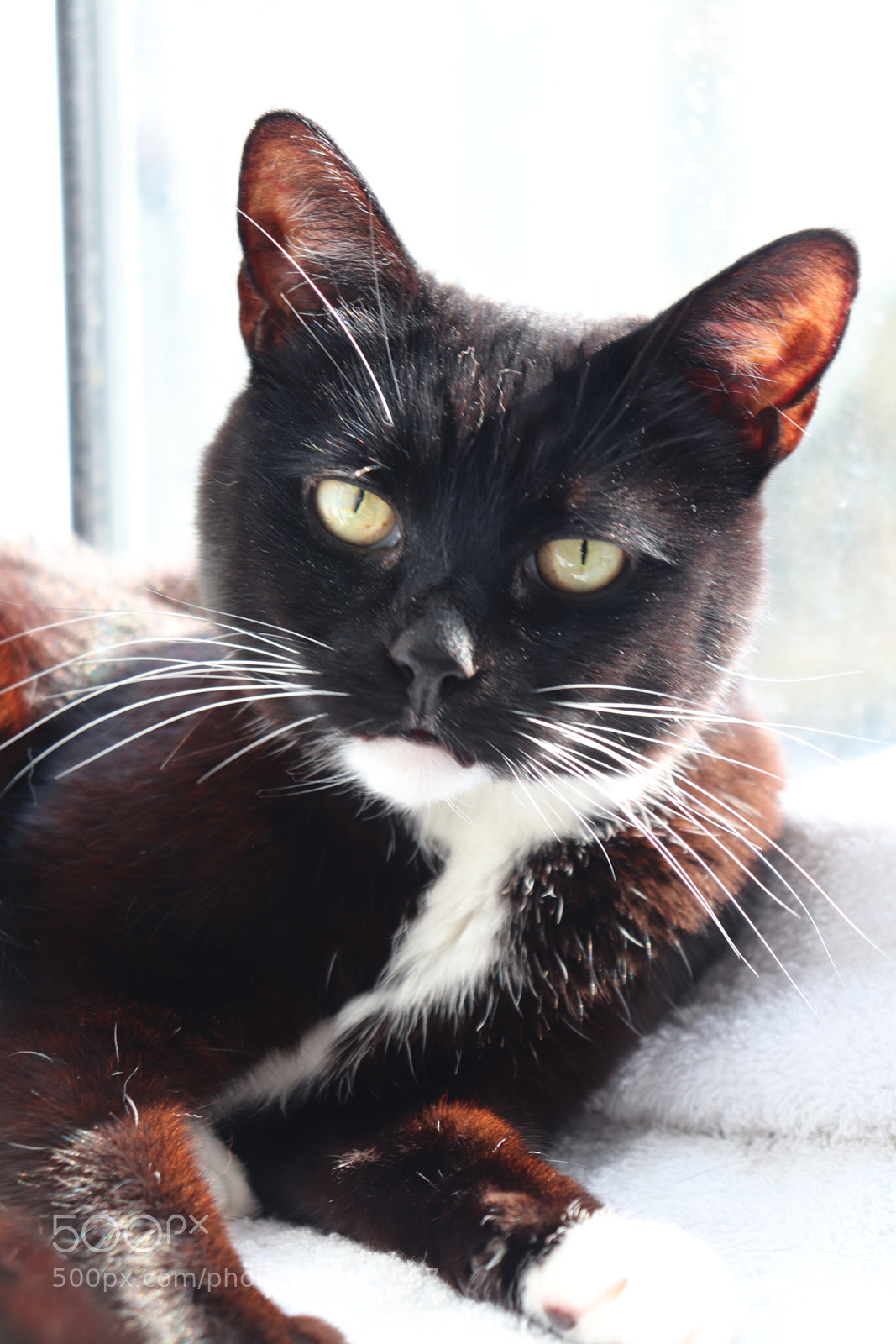 Canon EOS 200D (EOS Rebel SL2 / EOS Kiss X9) sample photo. Sooty in the sun photography