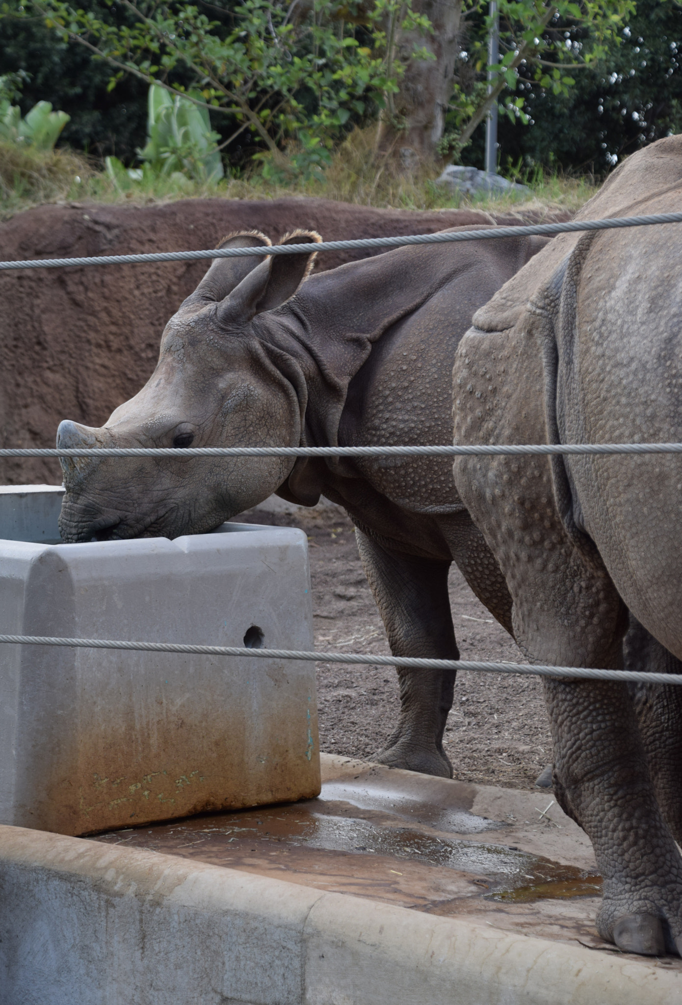 Nikon D5300 sample photo. Rhino junior photography