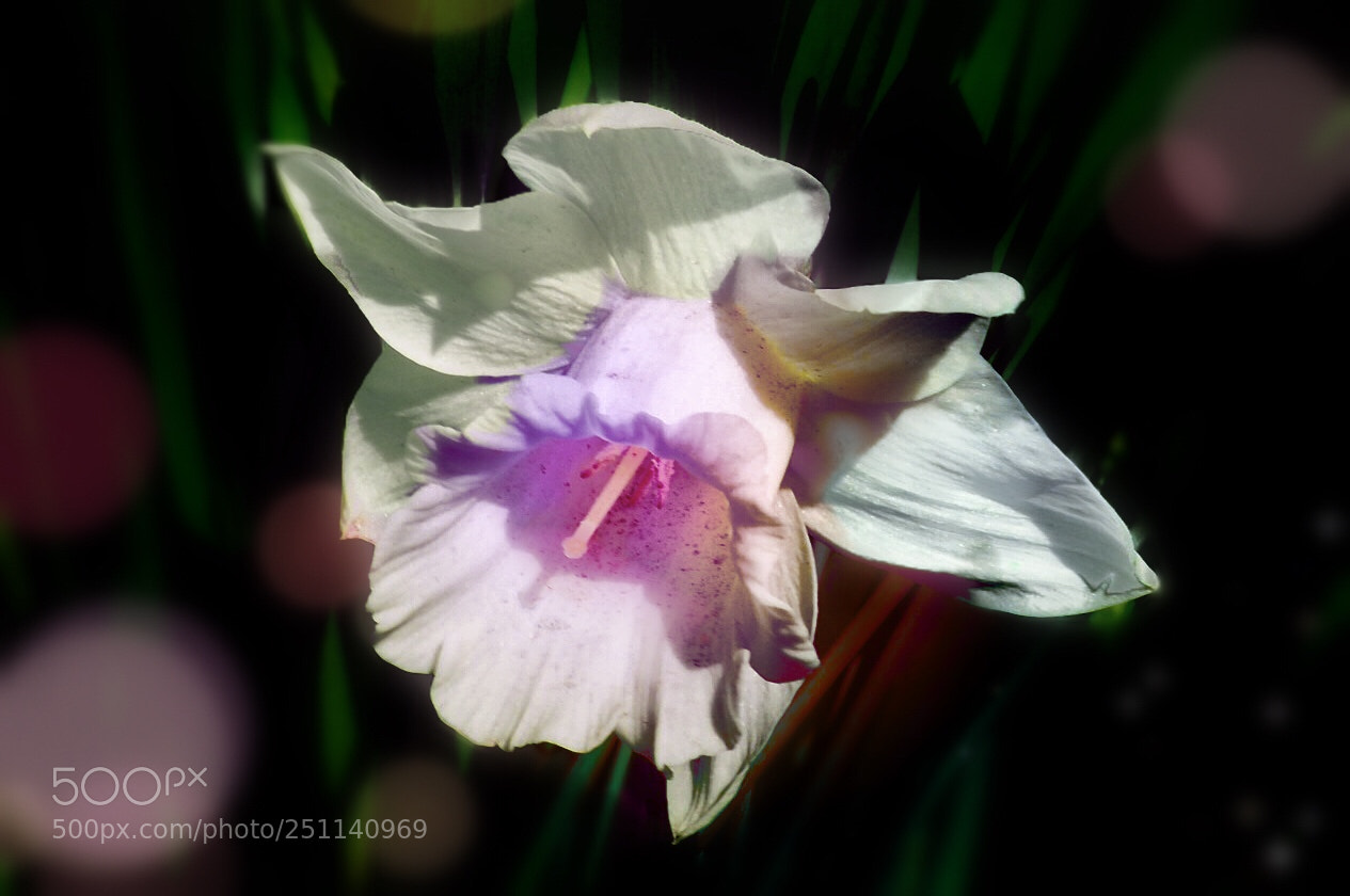 Olympus OM-D E-M10 II sample photo. White flower photography