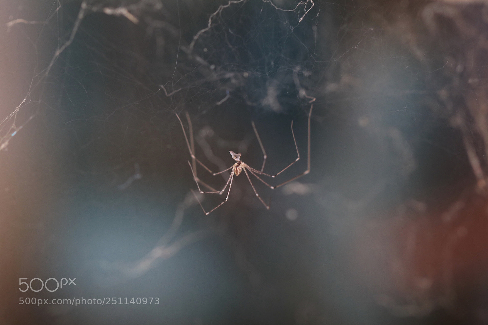 Canon EOS 80D sample photo. Spider photography