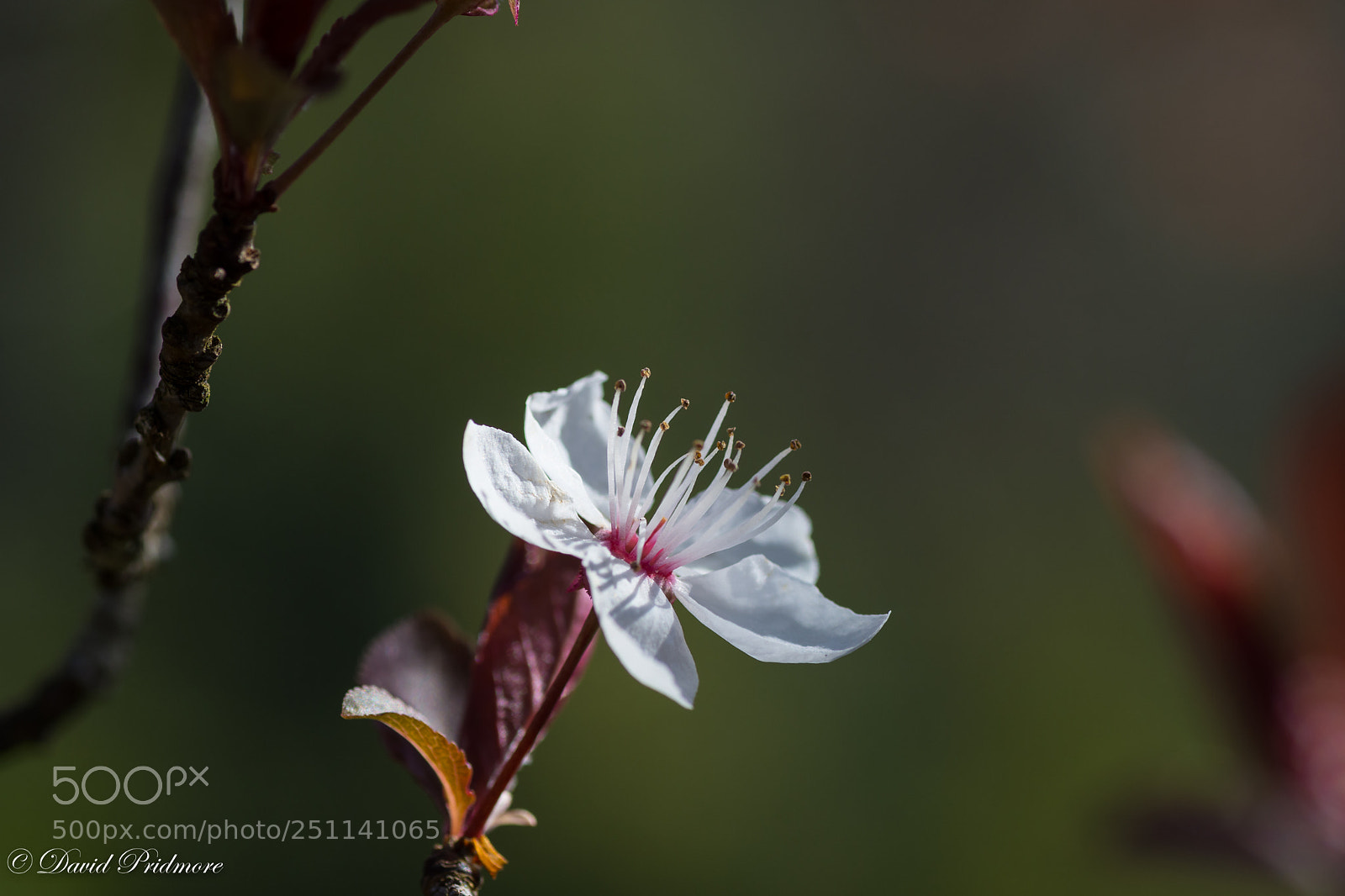 Nikon D7200 sample photo. Spring ? photography