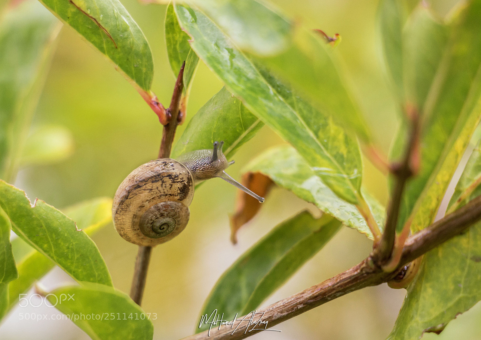Canon EOS 700D (EOS Rebel T5i / EOS Kiss X7i) sample photo. Snail photography