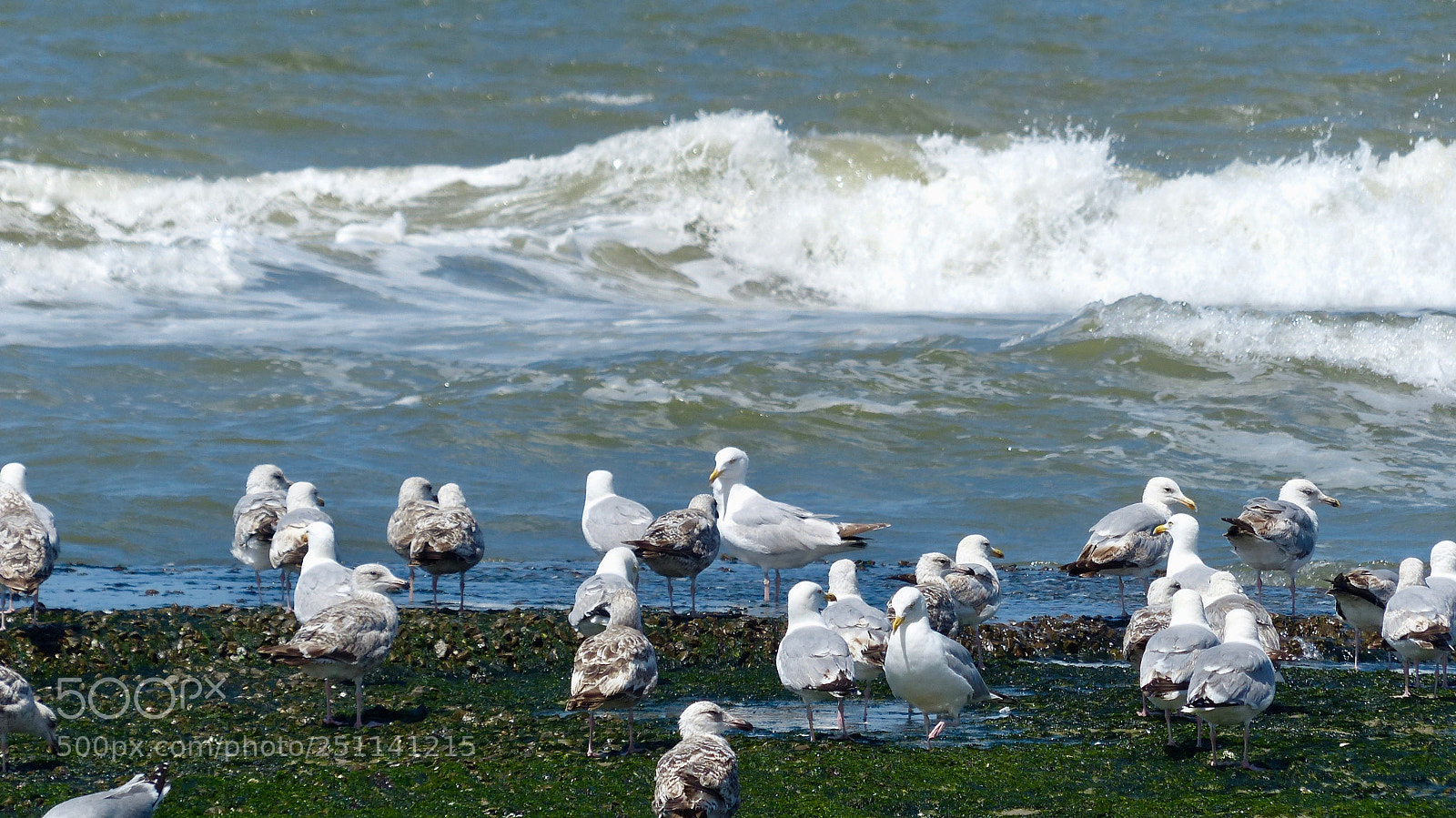 Panasonic Lumix DMC-FZ200 sample photo. Gull party photography