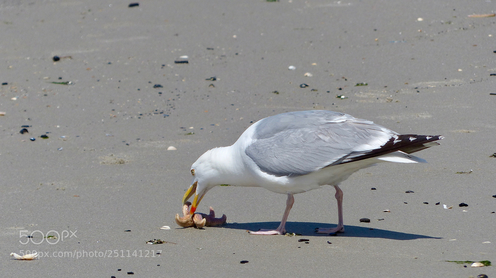 Panasonic Lumix DMC-FZ200 sample photo. The gull the sea photography