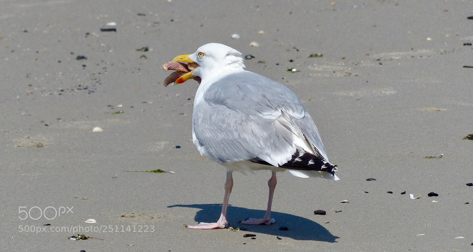 Panasonic Lumix DMC-FZ200 sample photo. The seastar on its photography