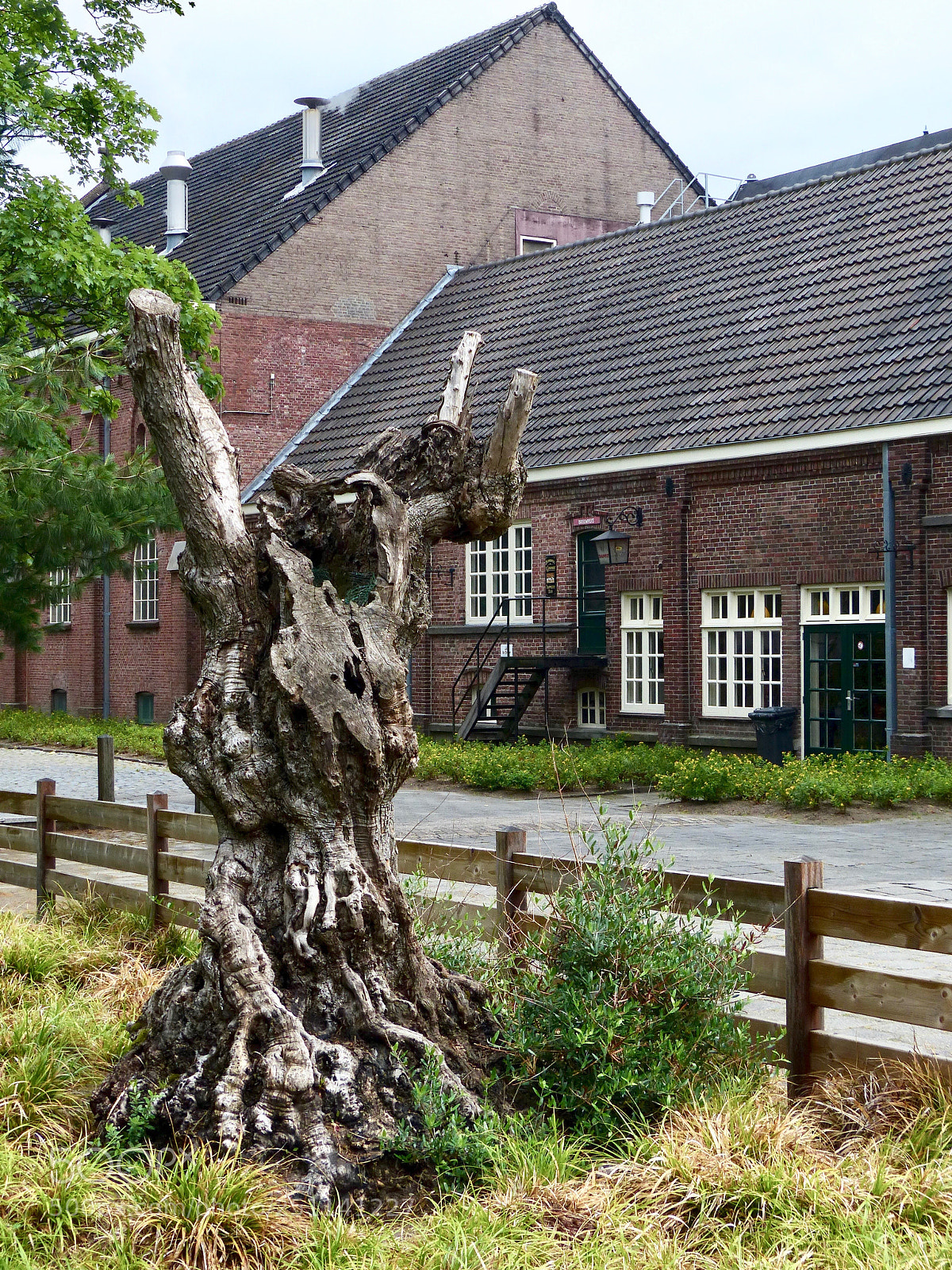 Panasonic Lumix DMC-FZ200 sample photo. The old tree photography
