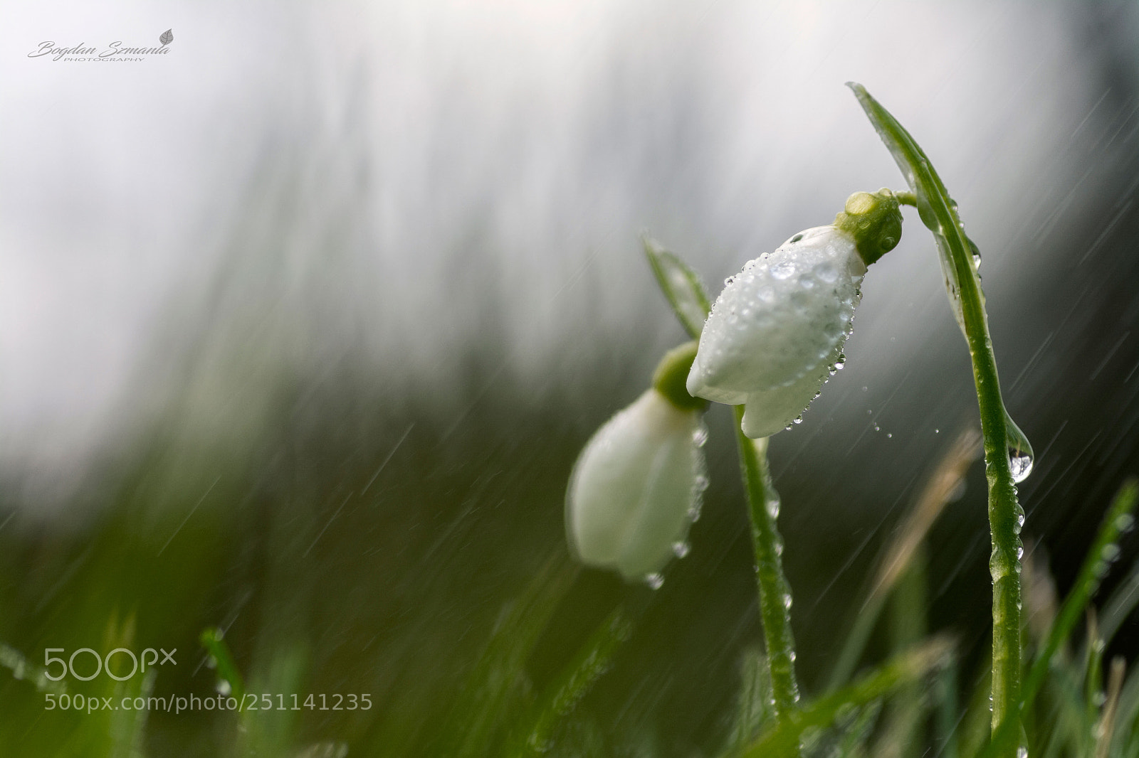 Nikon D5200 sample photo. Spring photography