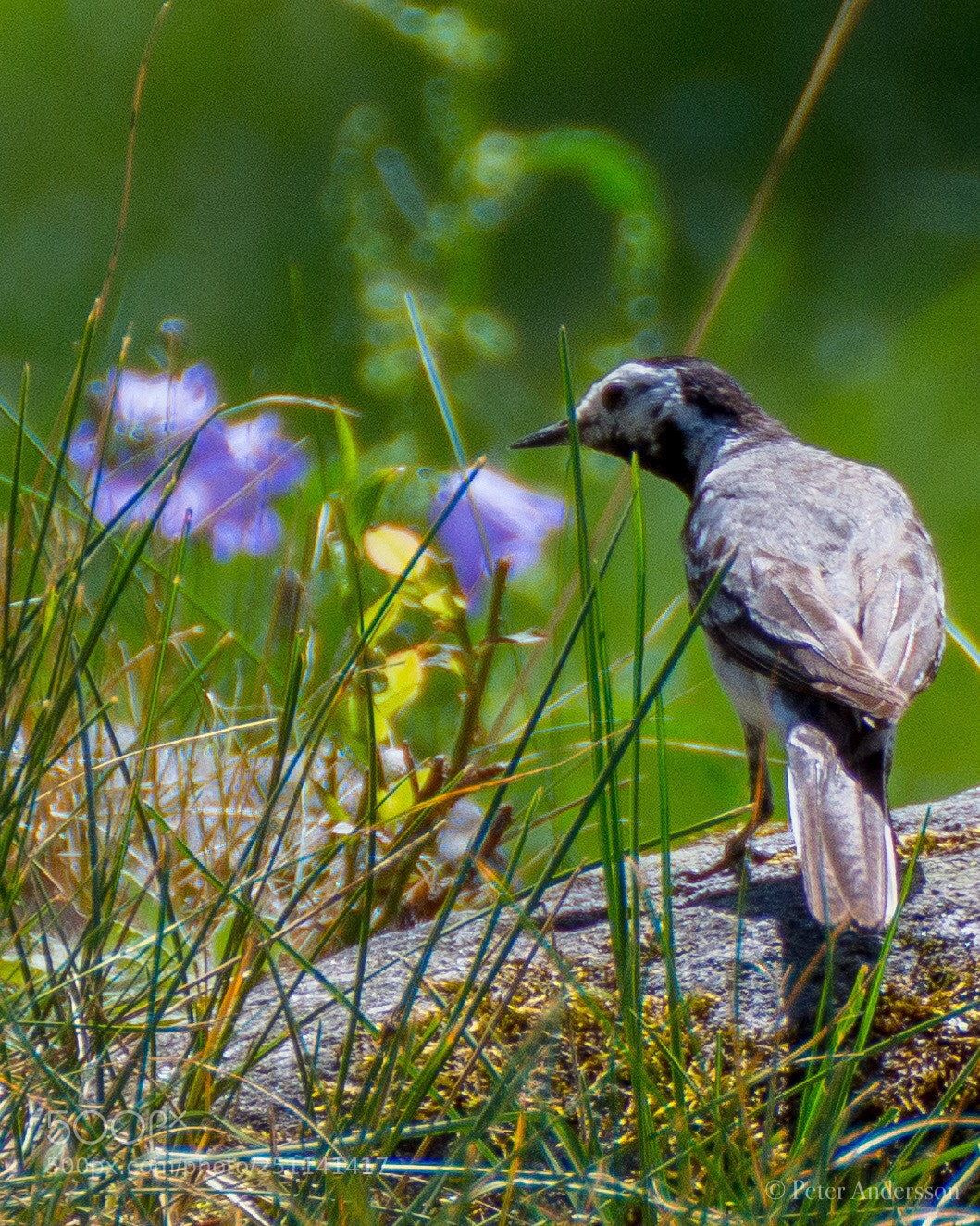 Nikon D7200 sample photo. Wagtail photography