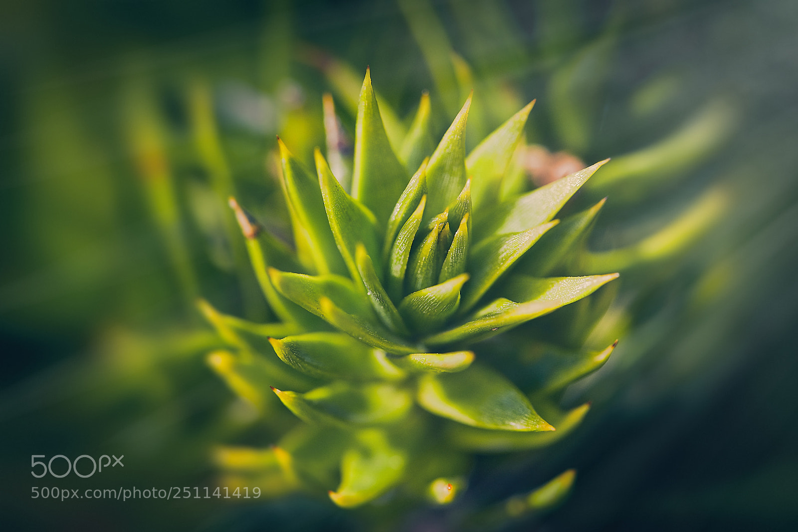 Canon EOS 5DS R sample photo. Natur photography