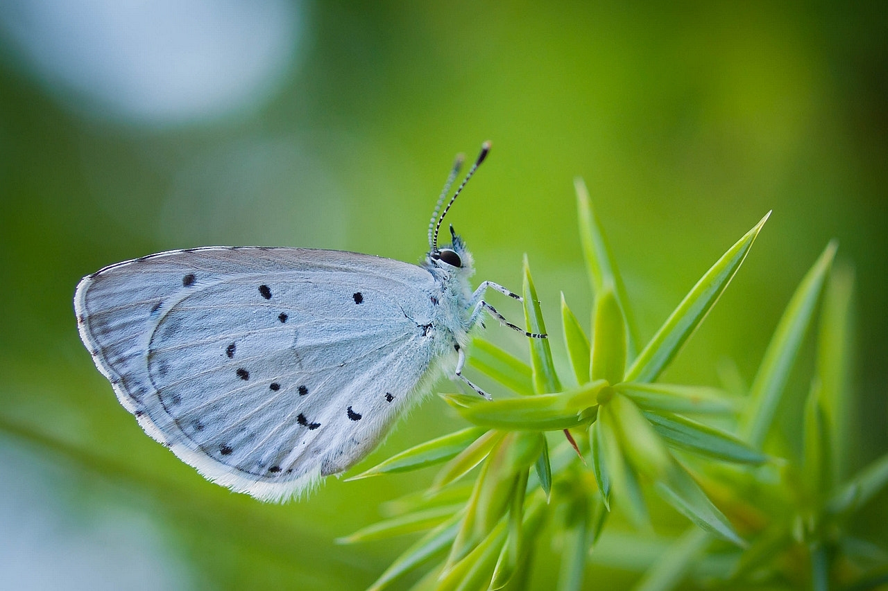 Olympus E-30 sample photo. Celastrina argiolus (holly blue) photography