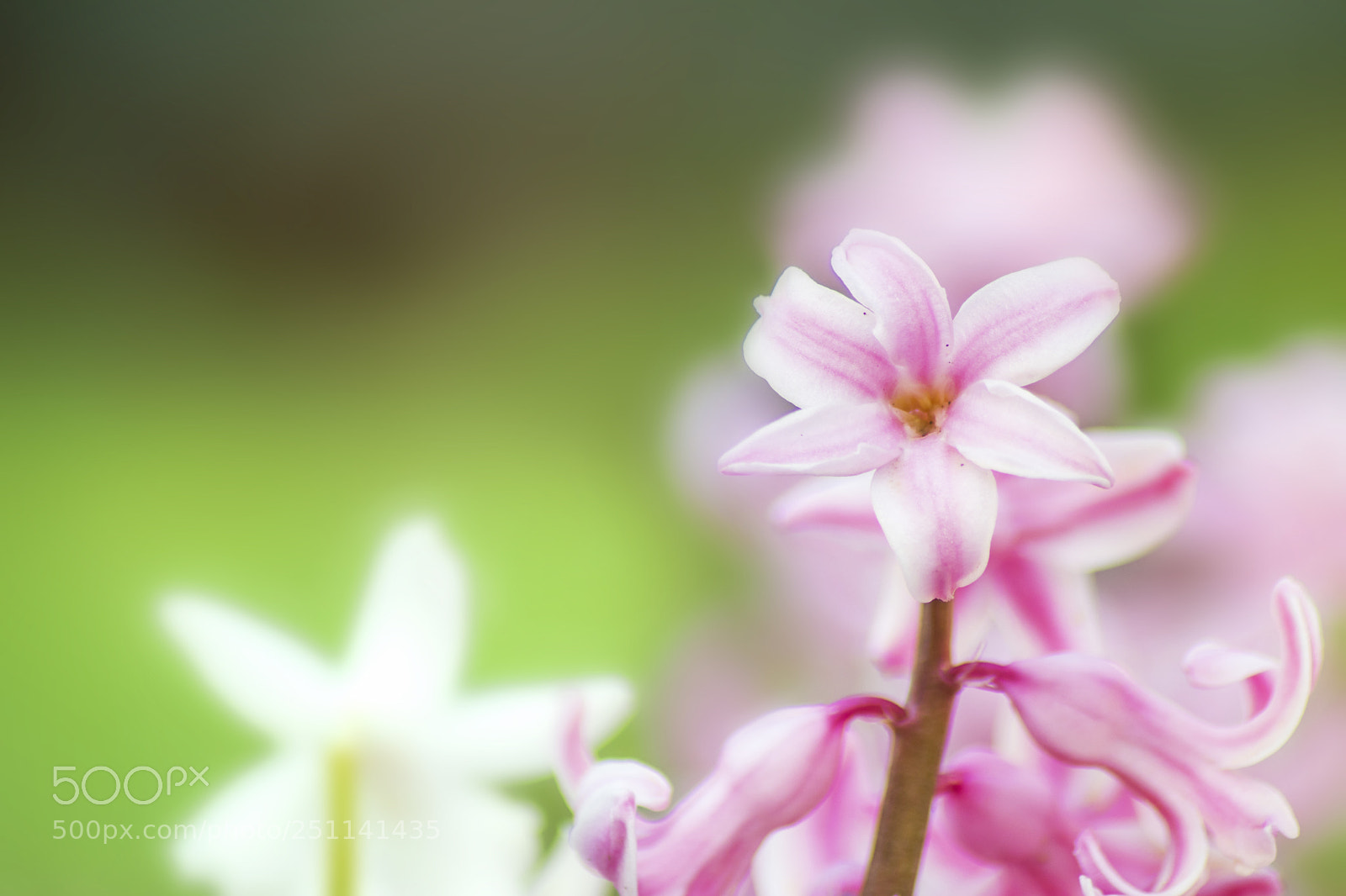 Canon EOS 80D sample photo. Flowers photography