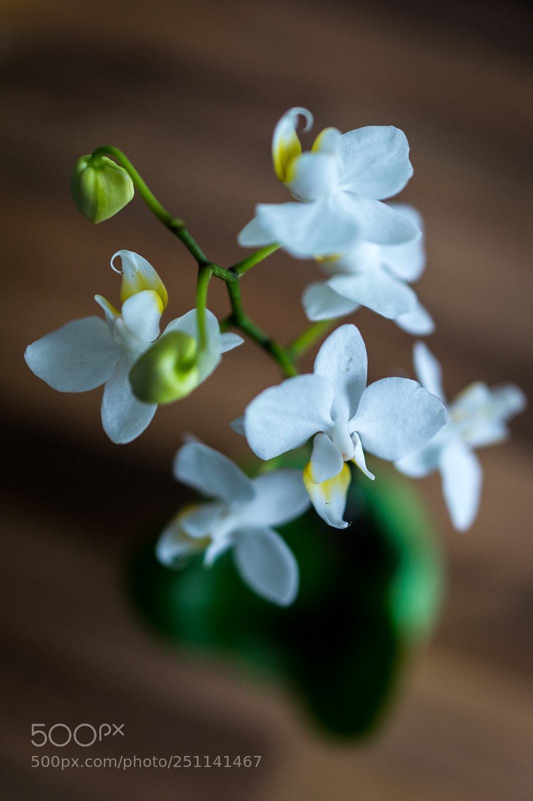 Sony Cyber-shot DSC-RX1 sample photo. Little orchidee photography