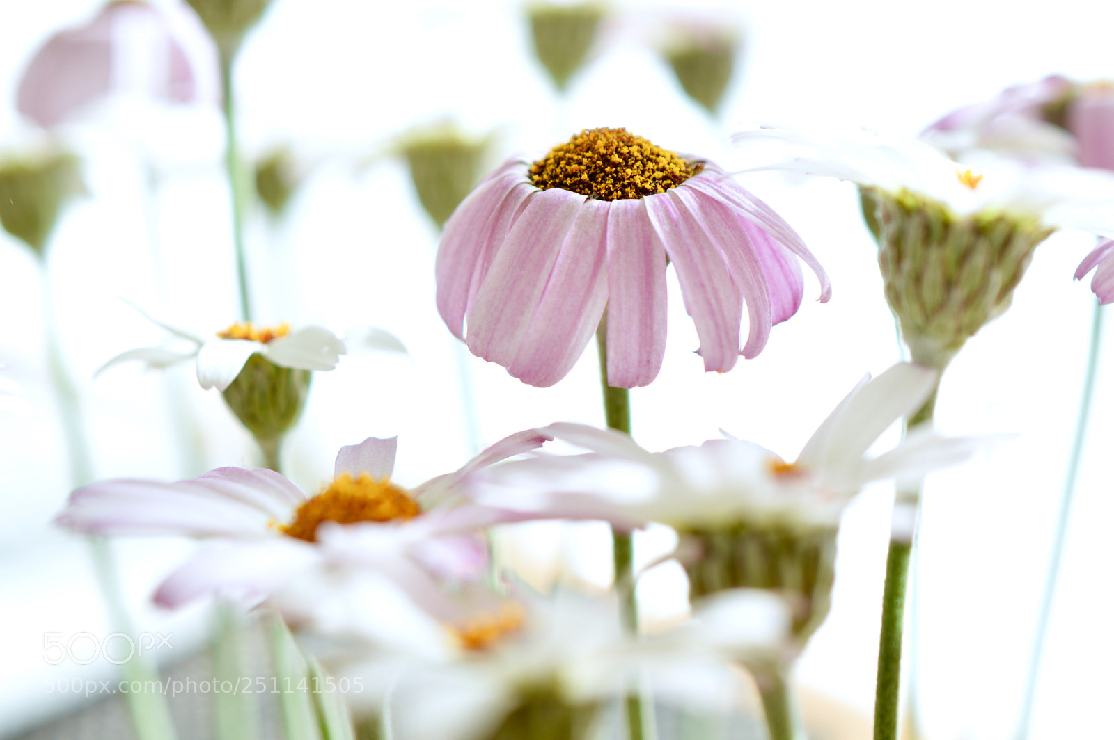 Nikon D3200 sample photo. ? photography