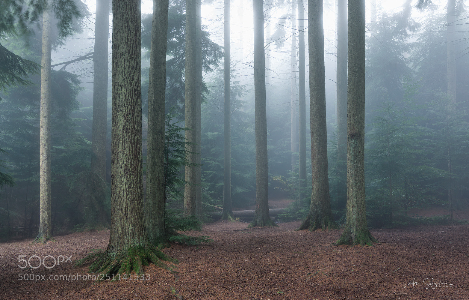 Nikon D7100 sample photo. Fairy forest photography