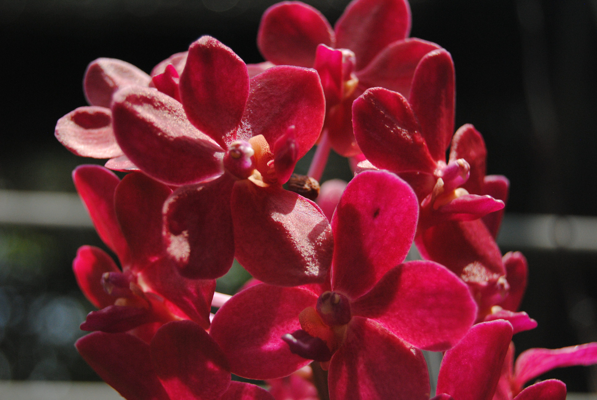 Nikon D3000 sample photo. 108.jpg photography