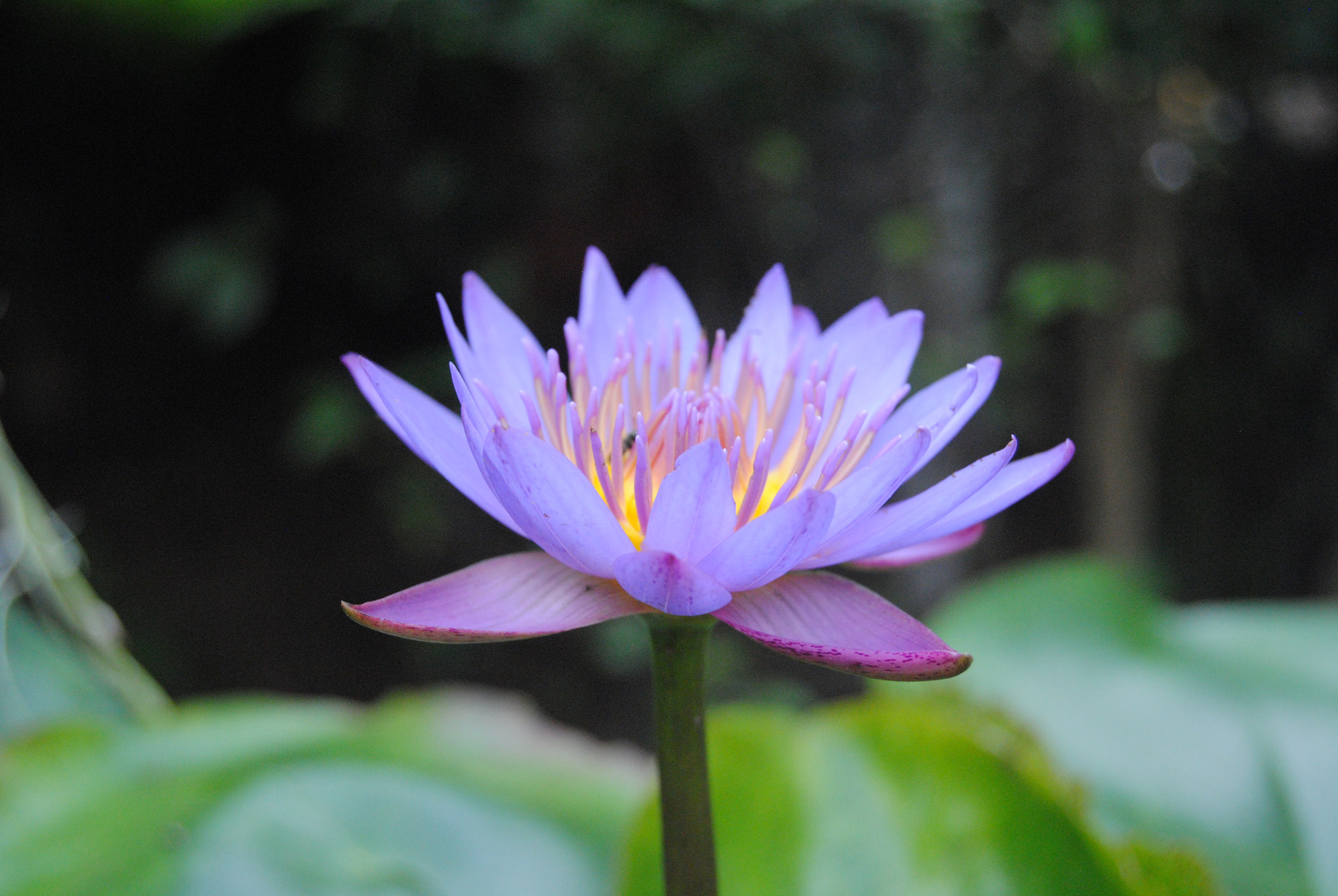 Nikon D3000 sample photo. 113.jpg photography