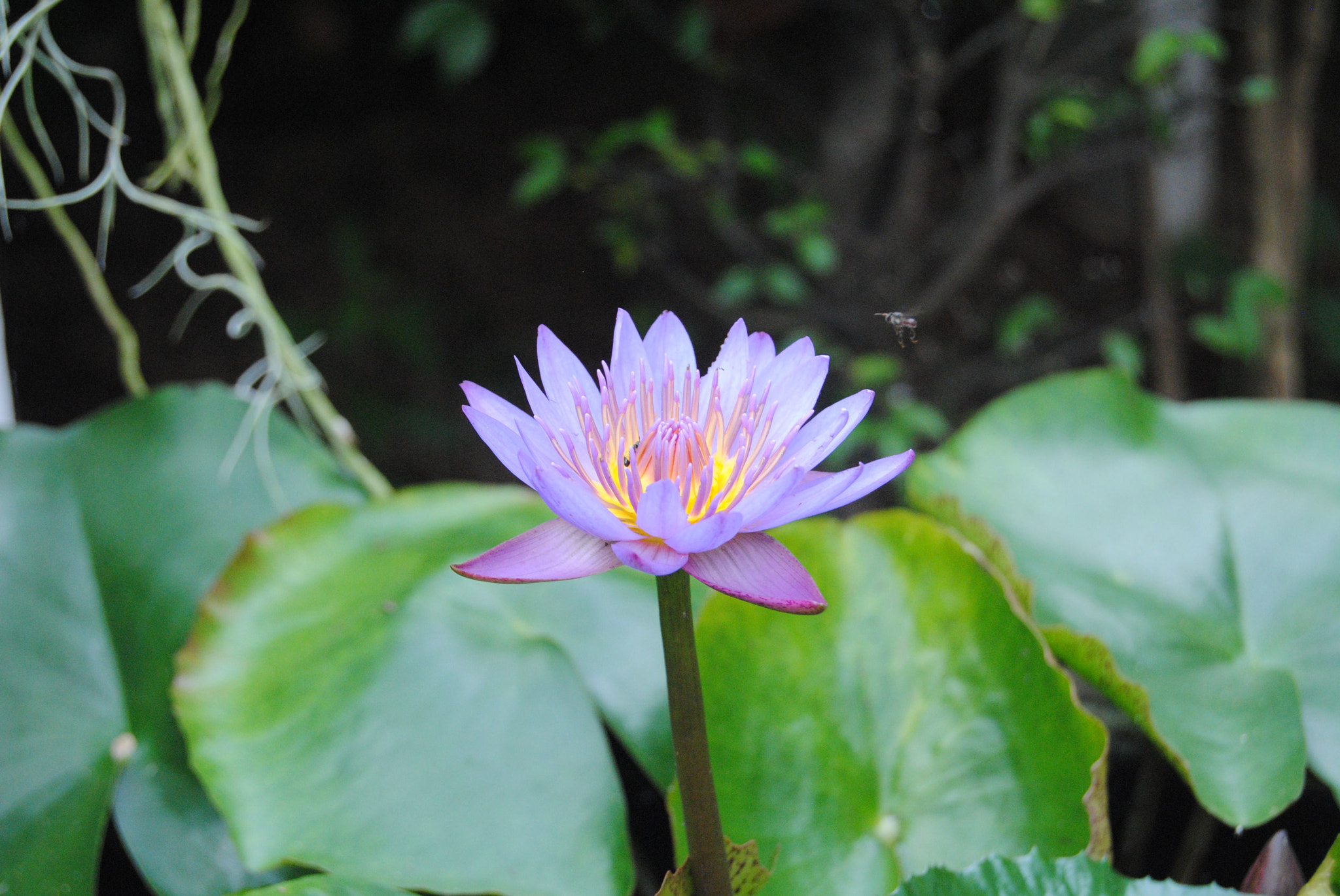 Nikon D3000 sample photo. 114.jpg photography