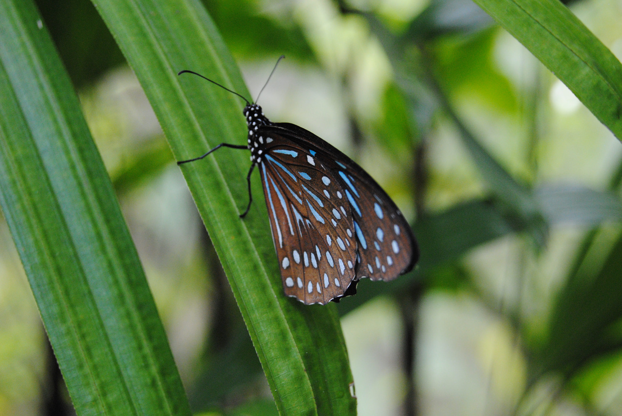 Nikon D3000 sample photo. 115.jpg photography