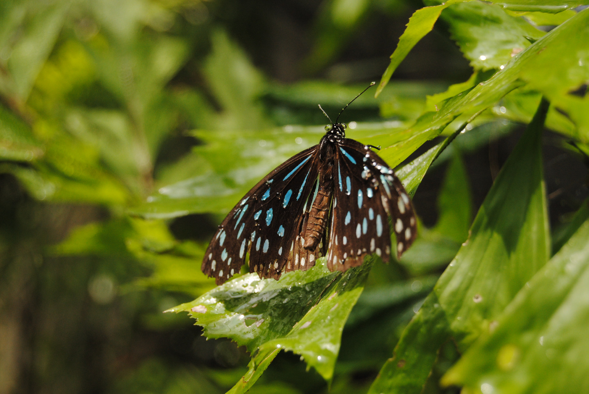 Nikon D3000 sample photo. 116.jpg photography