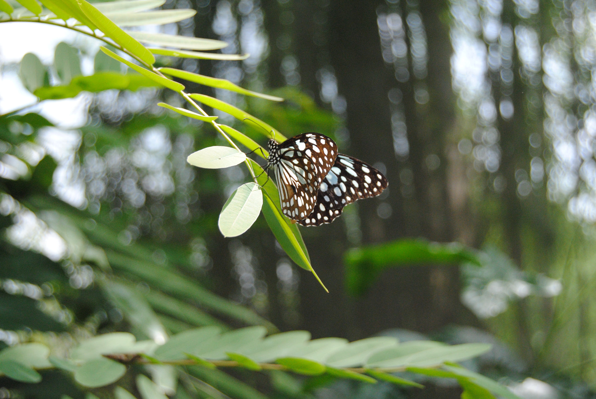 Nikon D3000 sample photo. 117.jpg photography