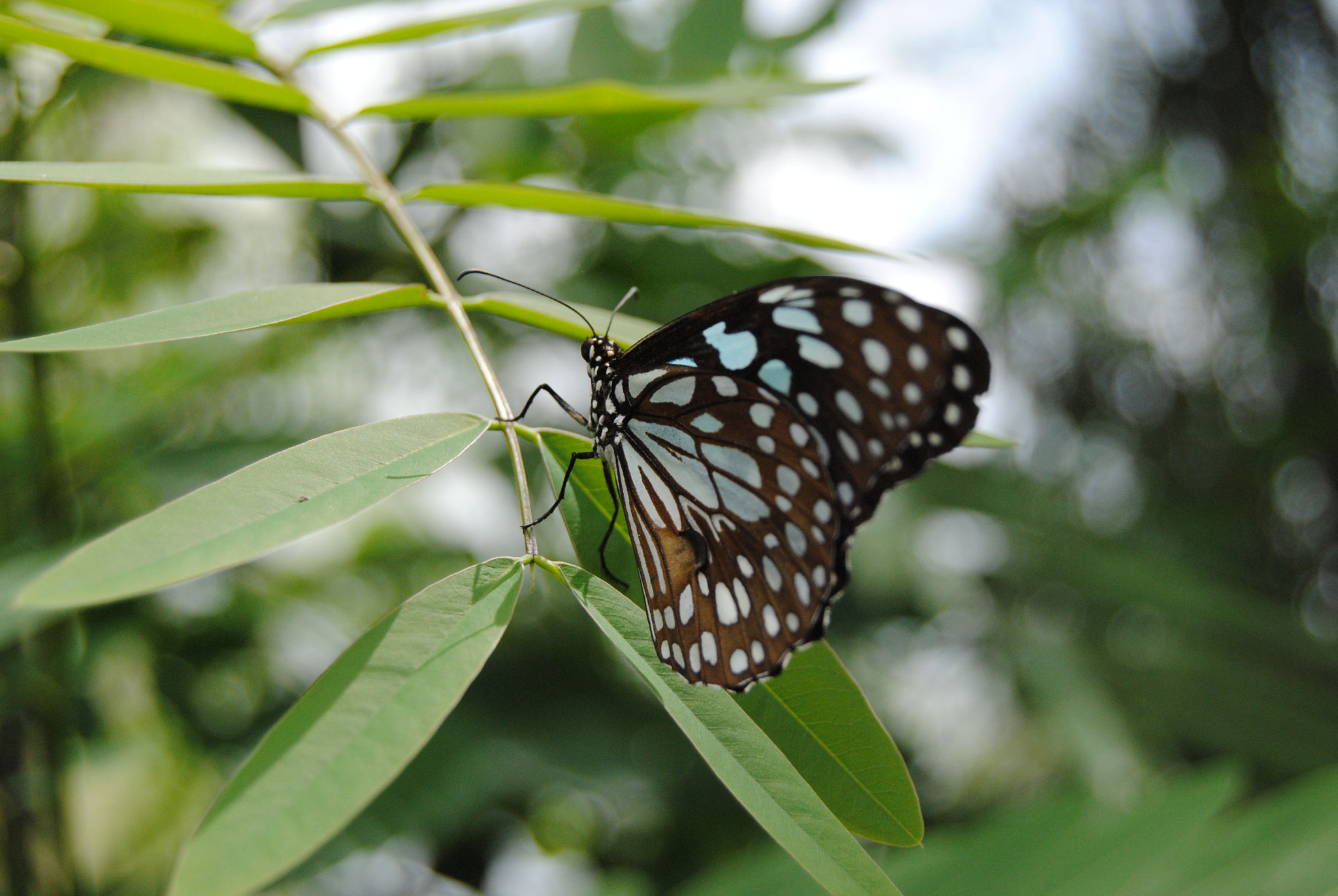 Nikon D3000 sample photo. 118.jpg photography