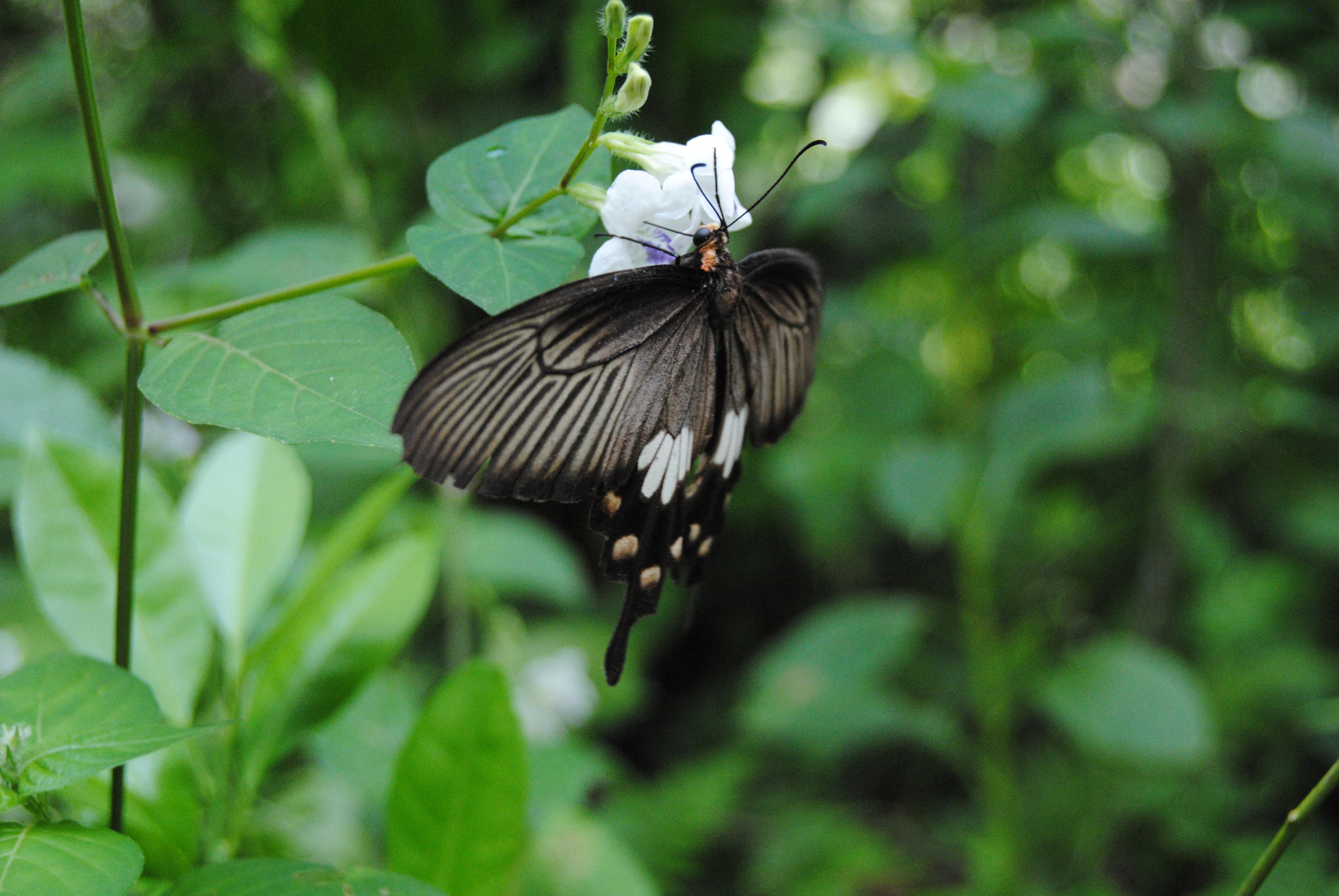 Nikon D3000 sample photo. 119.jpg photography