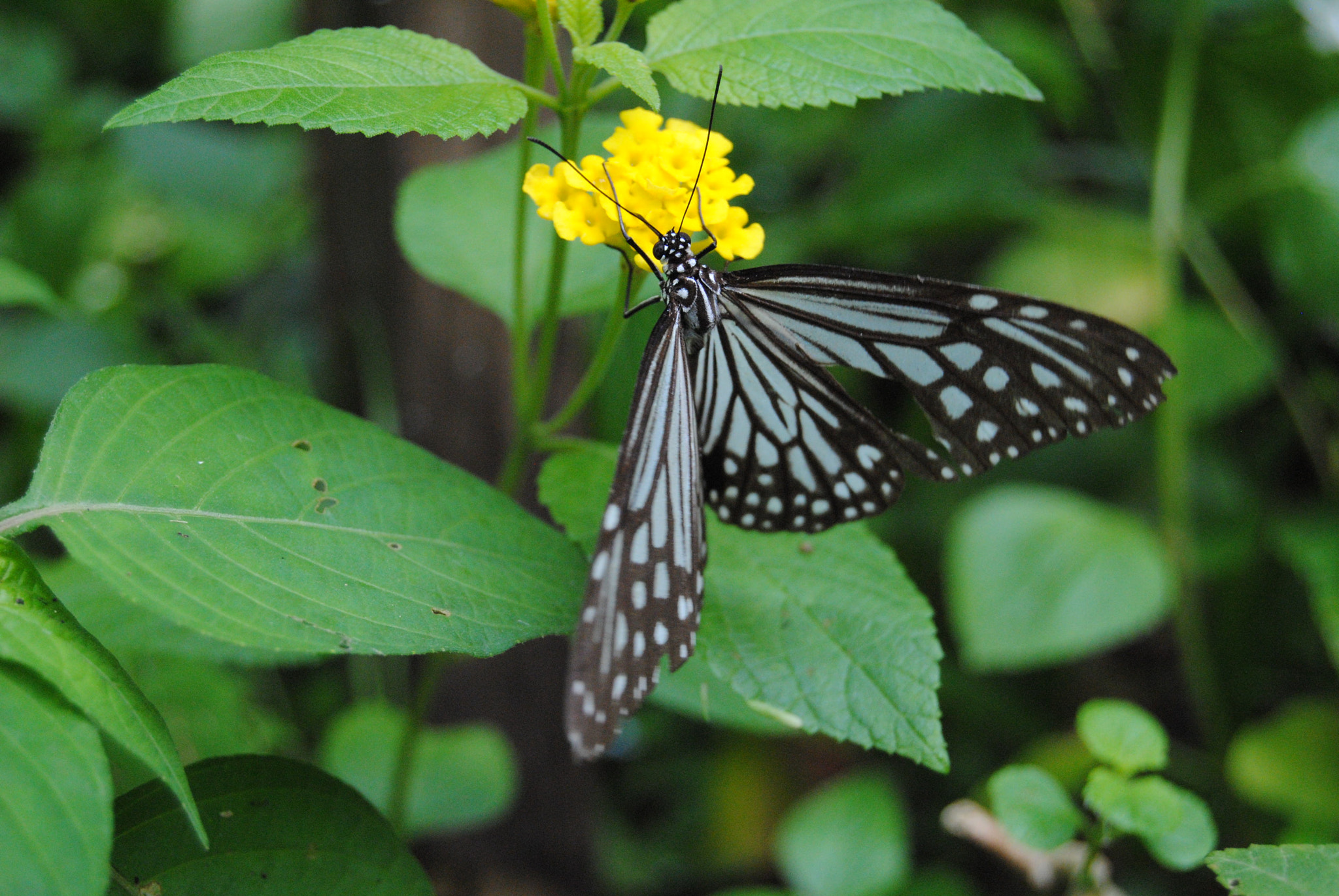 Nikon D3000 sample photo. 121.jpg photography