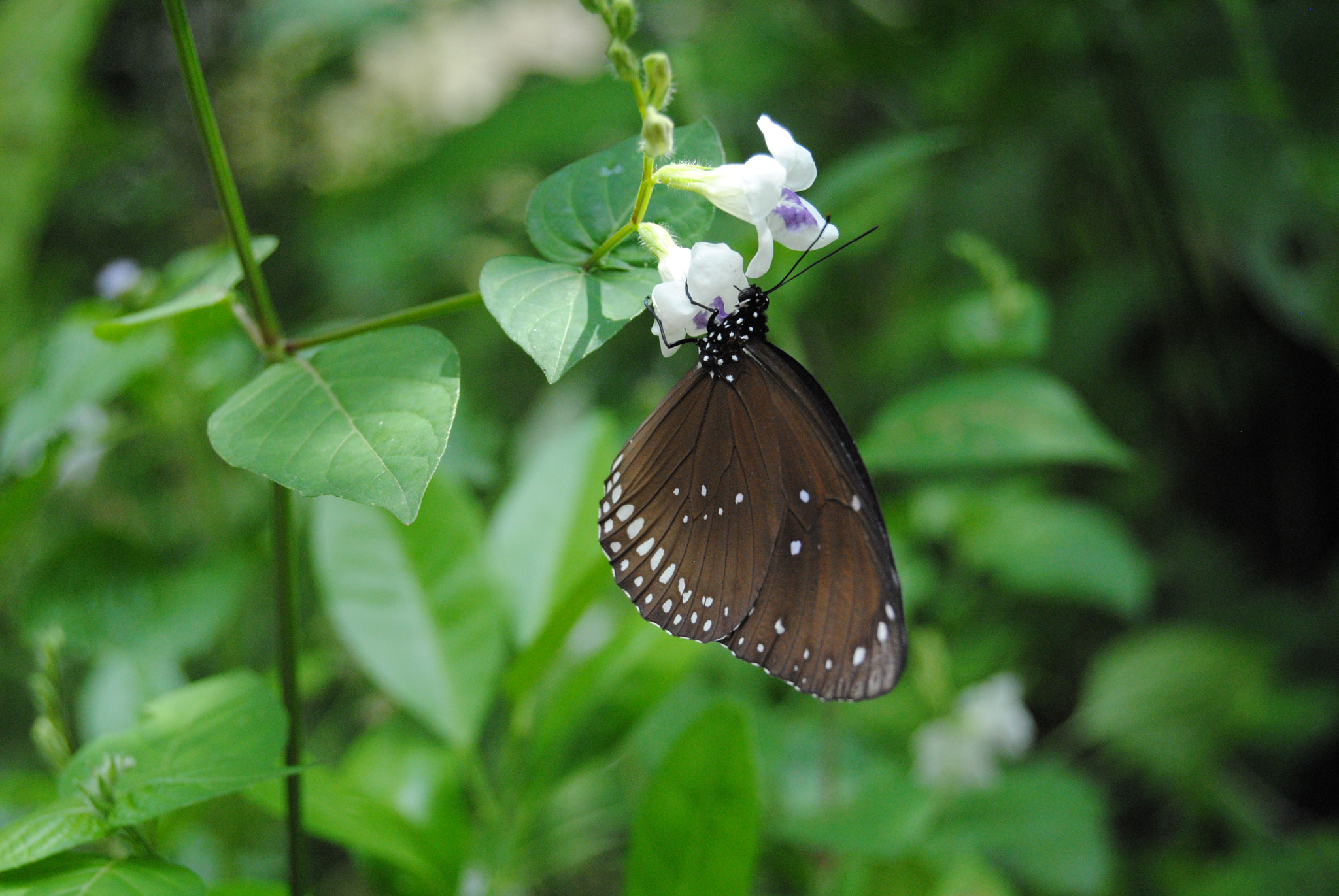 Nikon D3000 sample photo. 122.jpg photography
