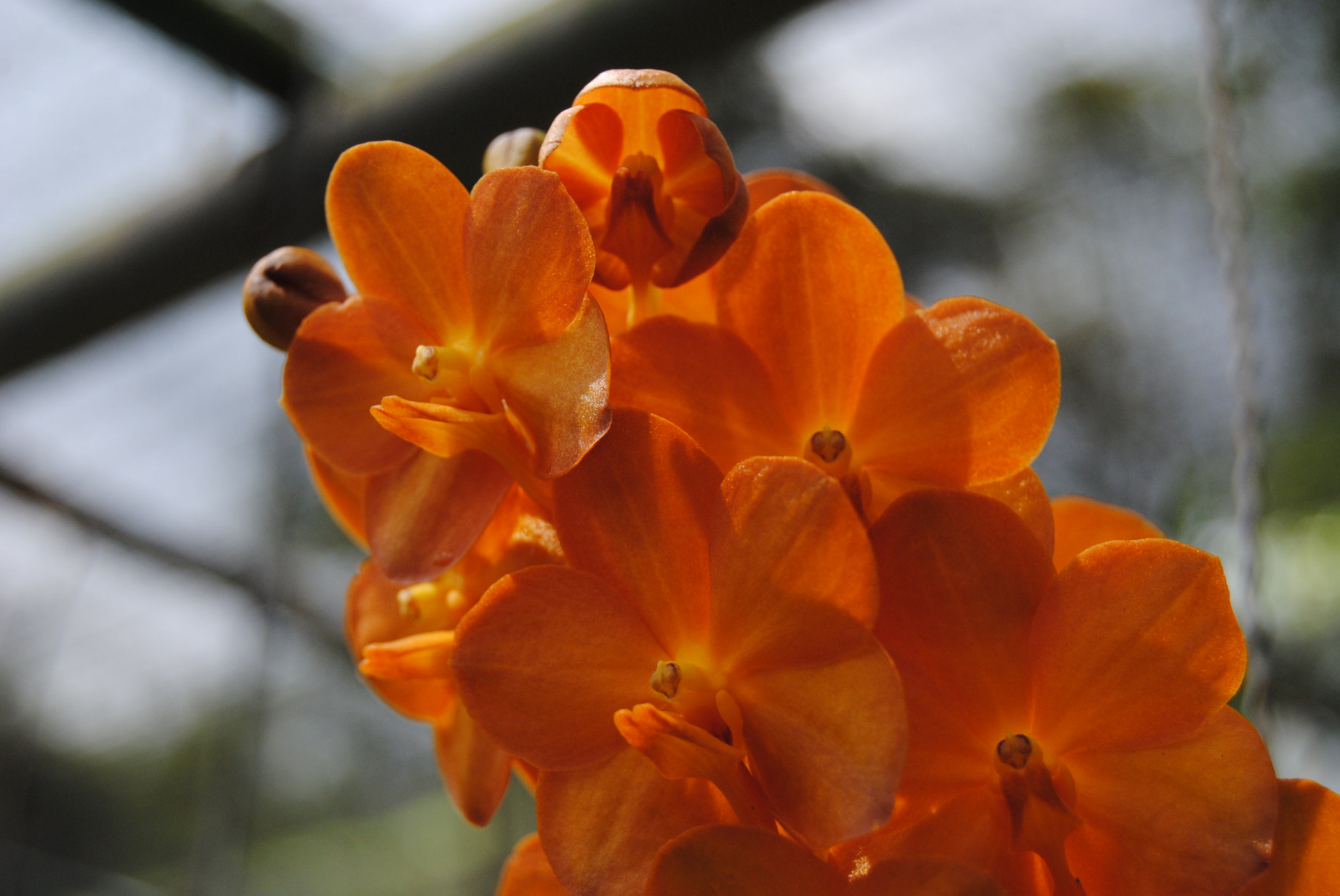 Nikon D3000 sample photo. 123.jpg photography