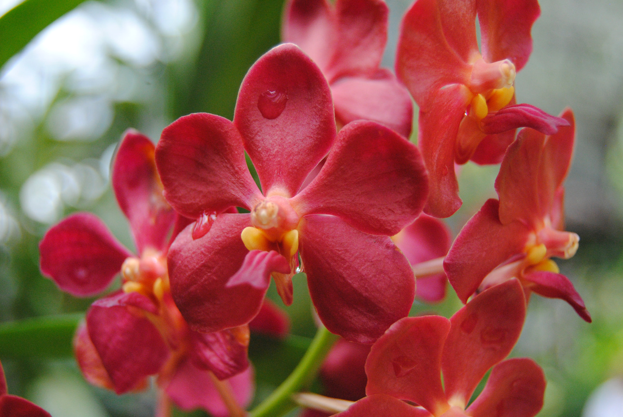 Nikon D3000 sample photo. 124.jpg photography