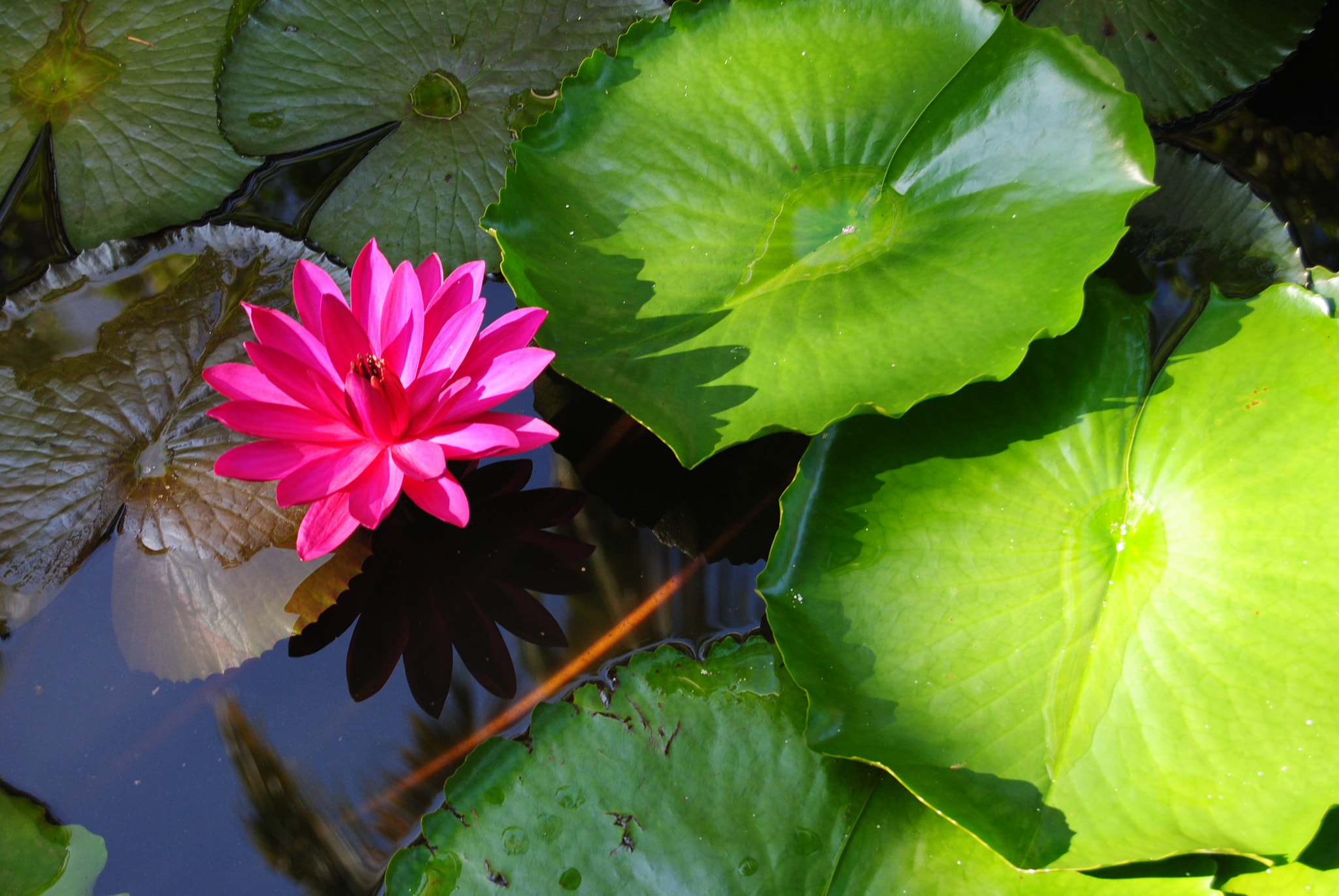 Nikon D3000 sample photo. 125.jpg photography