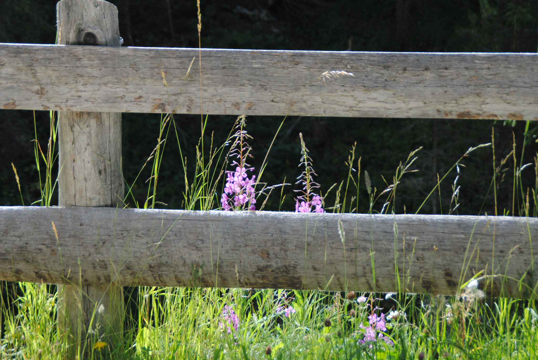 Nikon D3000 sample photo. 132.jpg photography