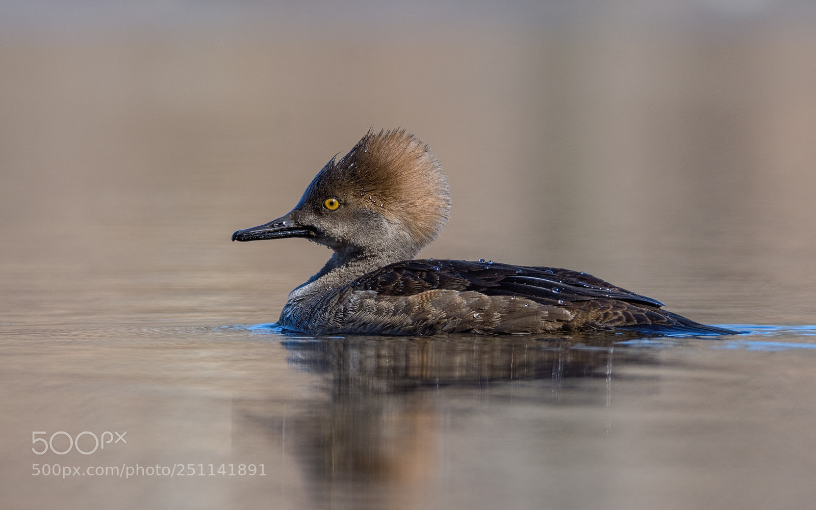 Nikon D7200 sample photo. Hooded merganser - juvenile photography