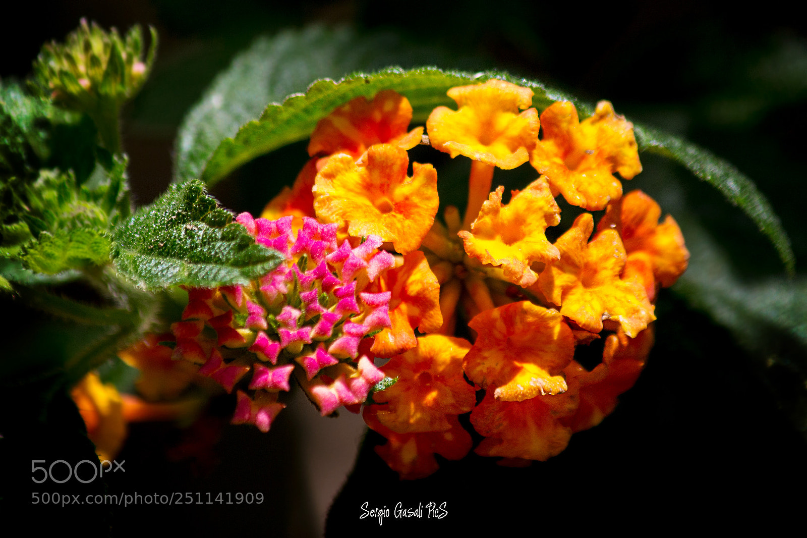 Canon EOS 70D sample photo. Little colors photography