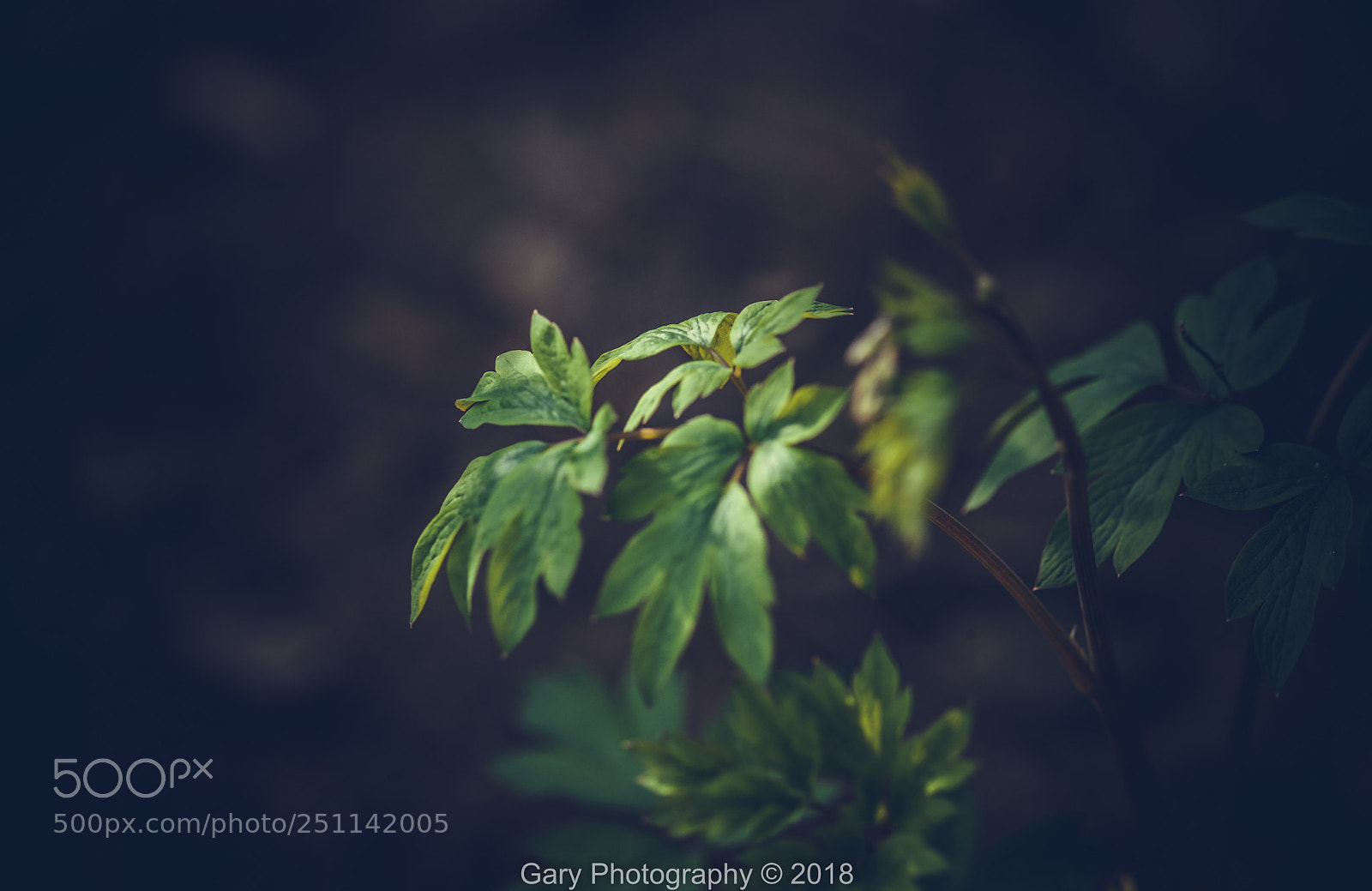 Nikon D810 sample photo. 温柔的春光 photography