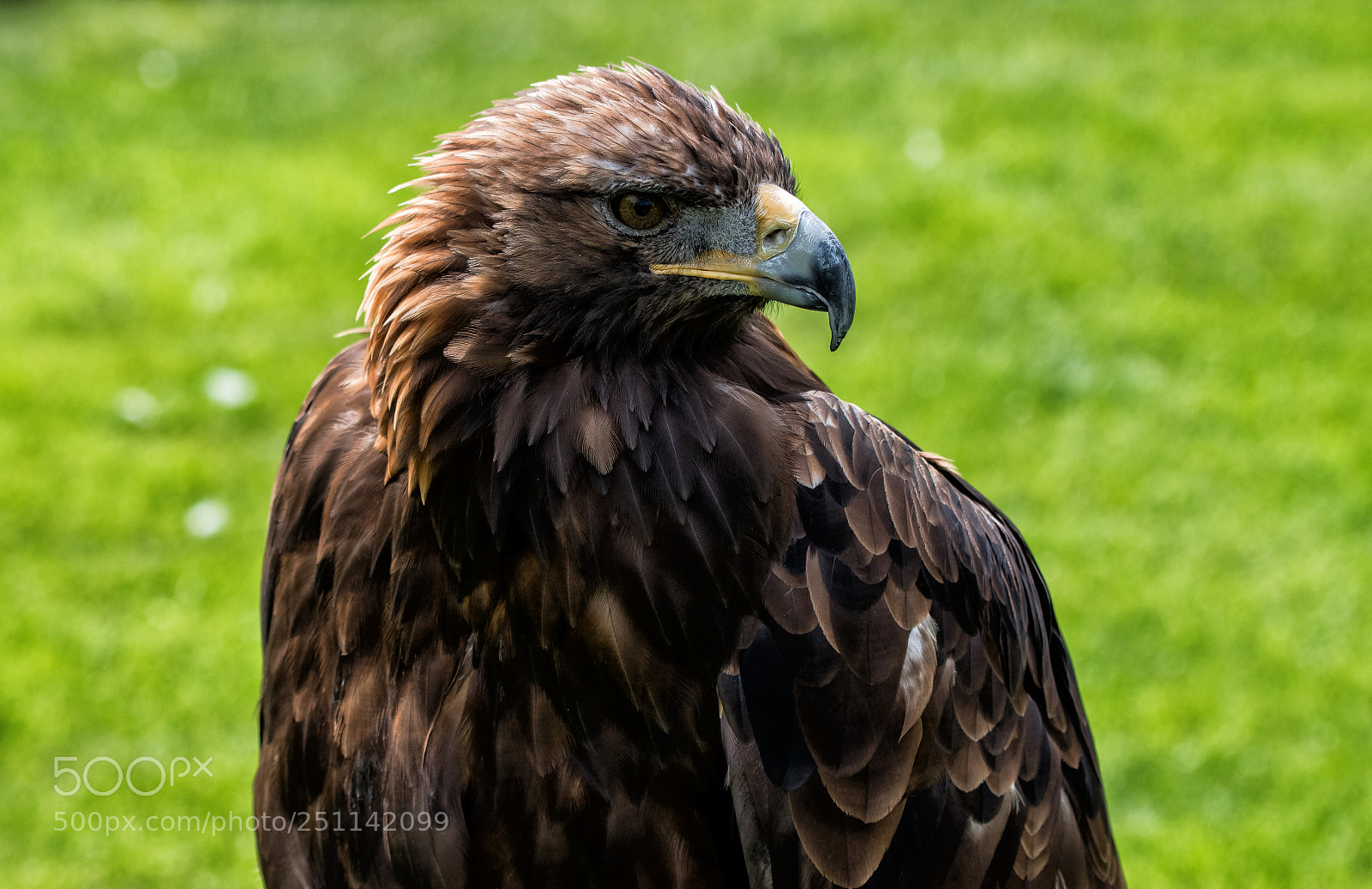 Nikon D5500 sample photo. Golden eagle portrait photography