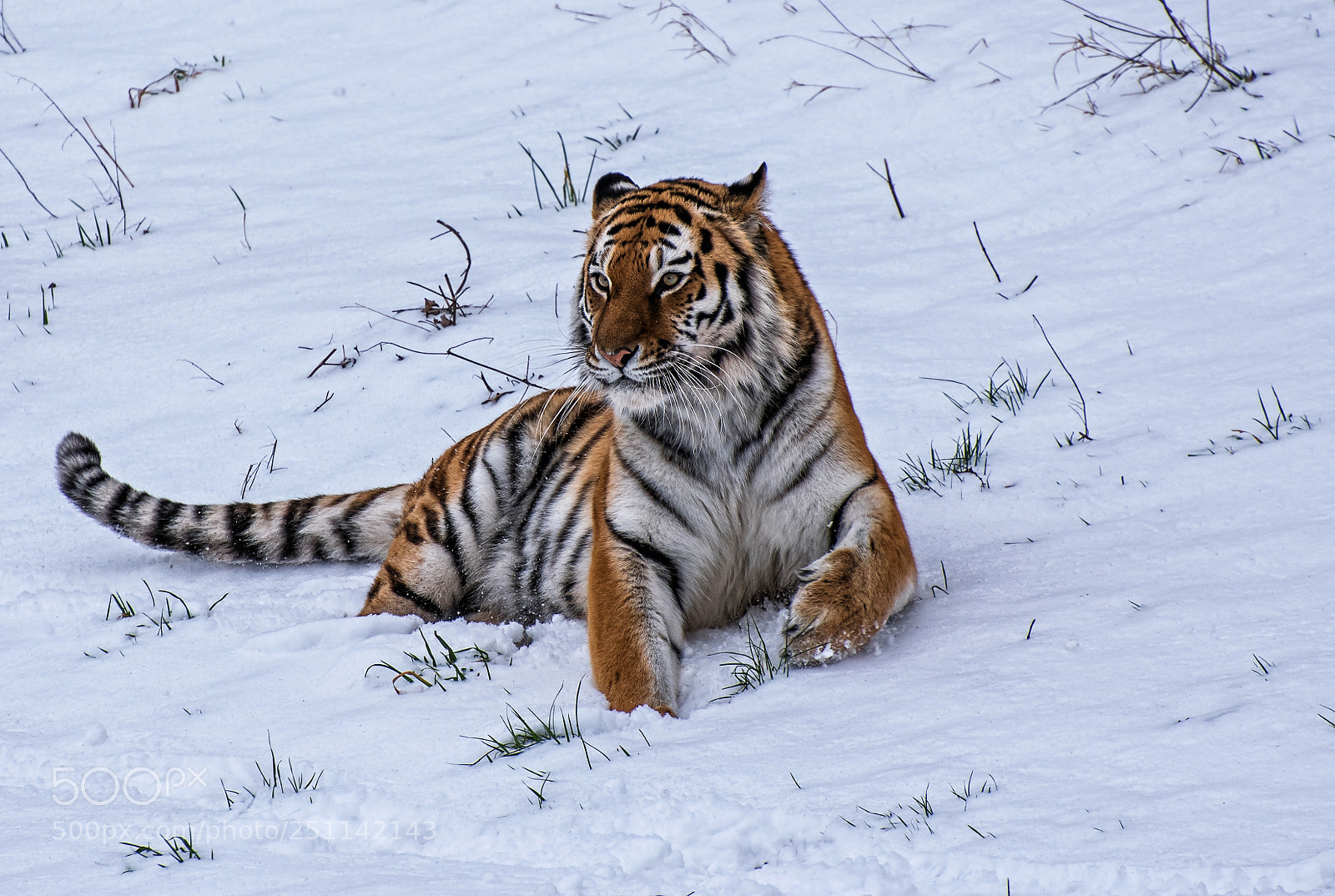 Nikon D5500 sample photo. Snow tiger photography