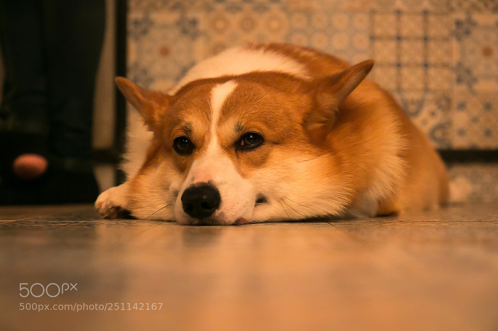 Canon EOS 70D sample photo. A lonely dog photography