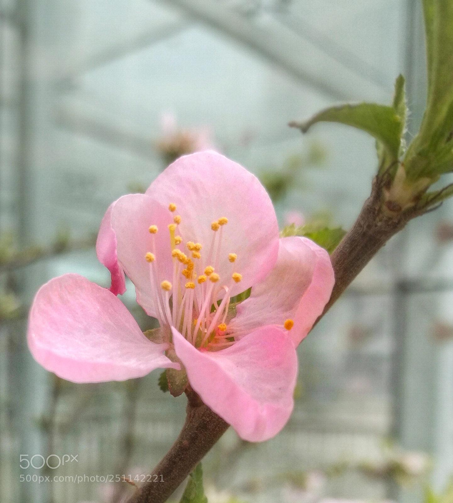 HUAWEI P9 sample photo. 桃花～ photography