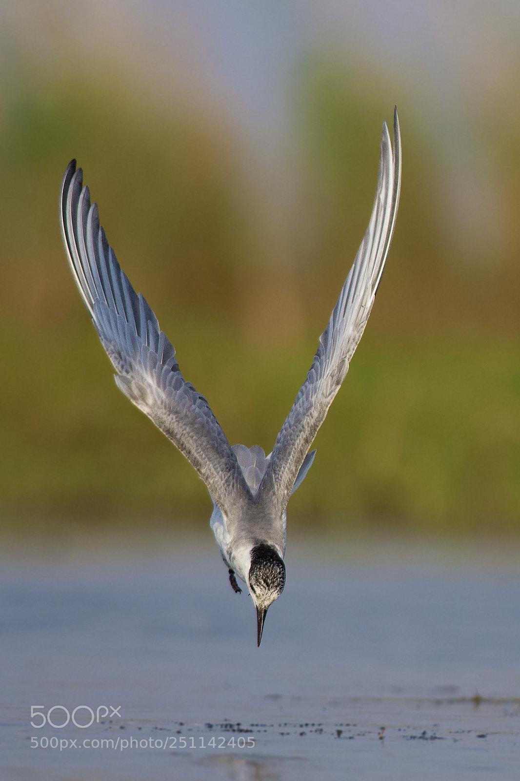 Nikon D7200 sample photo. Target locked. photography