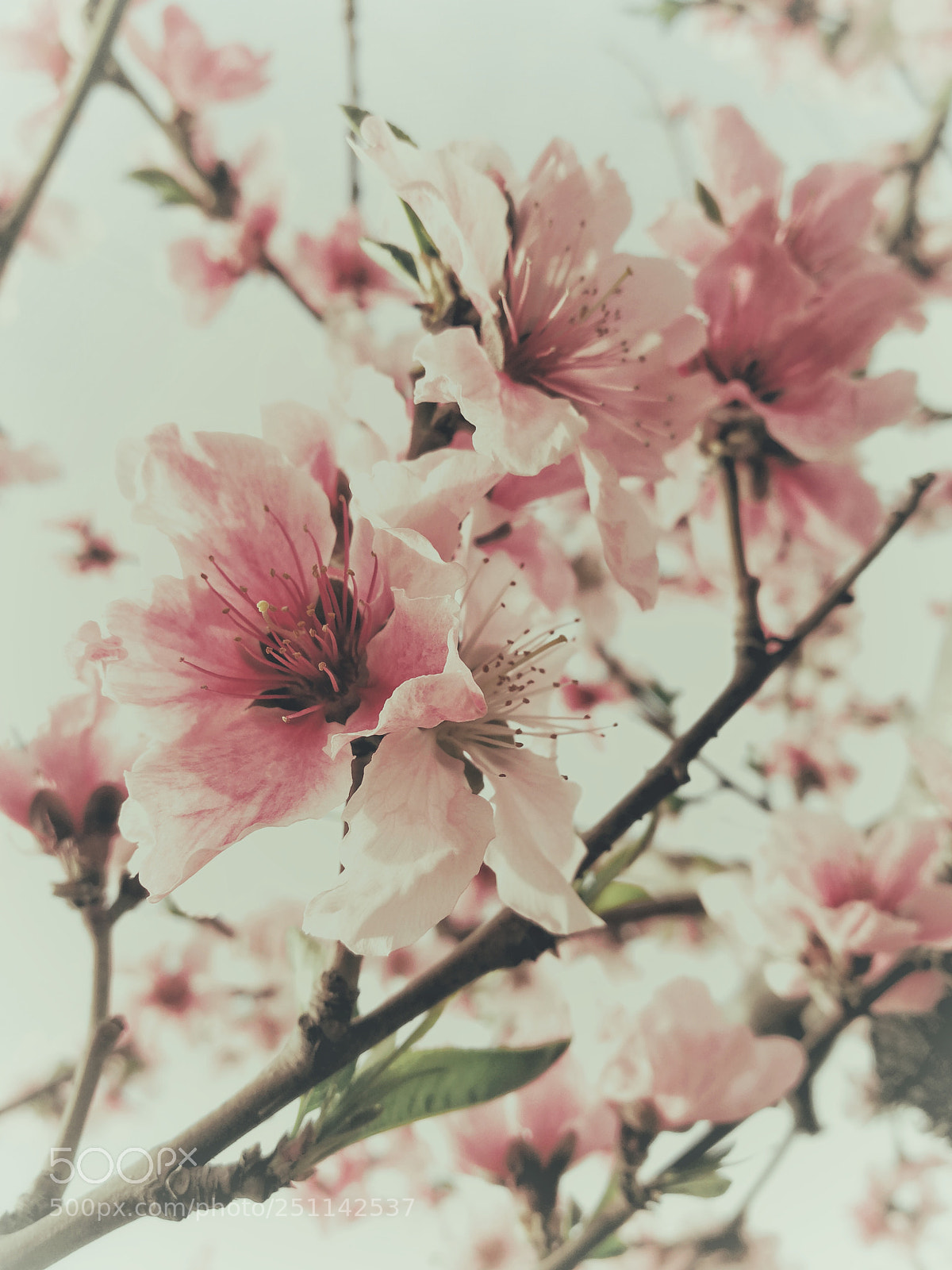 HUAWEI Mate 9 sample photo. 桃花? photography