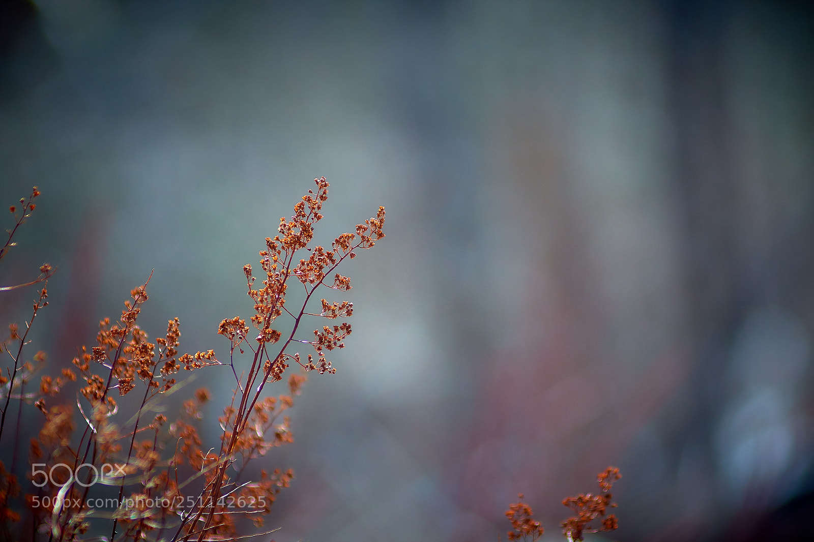 Nikon D7100 sample photo. Ian photography
