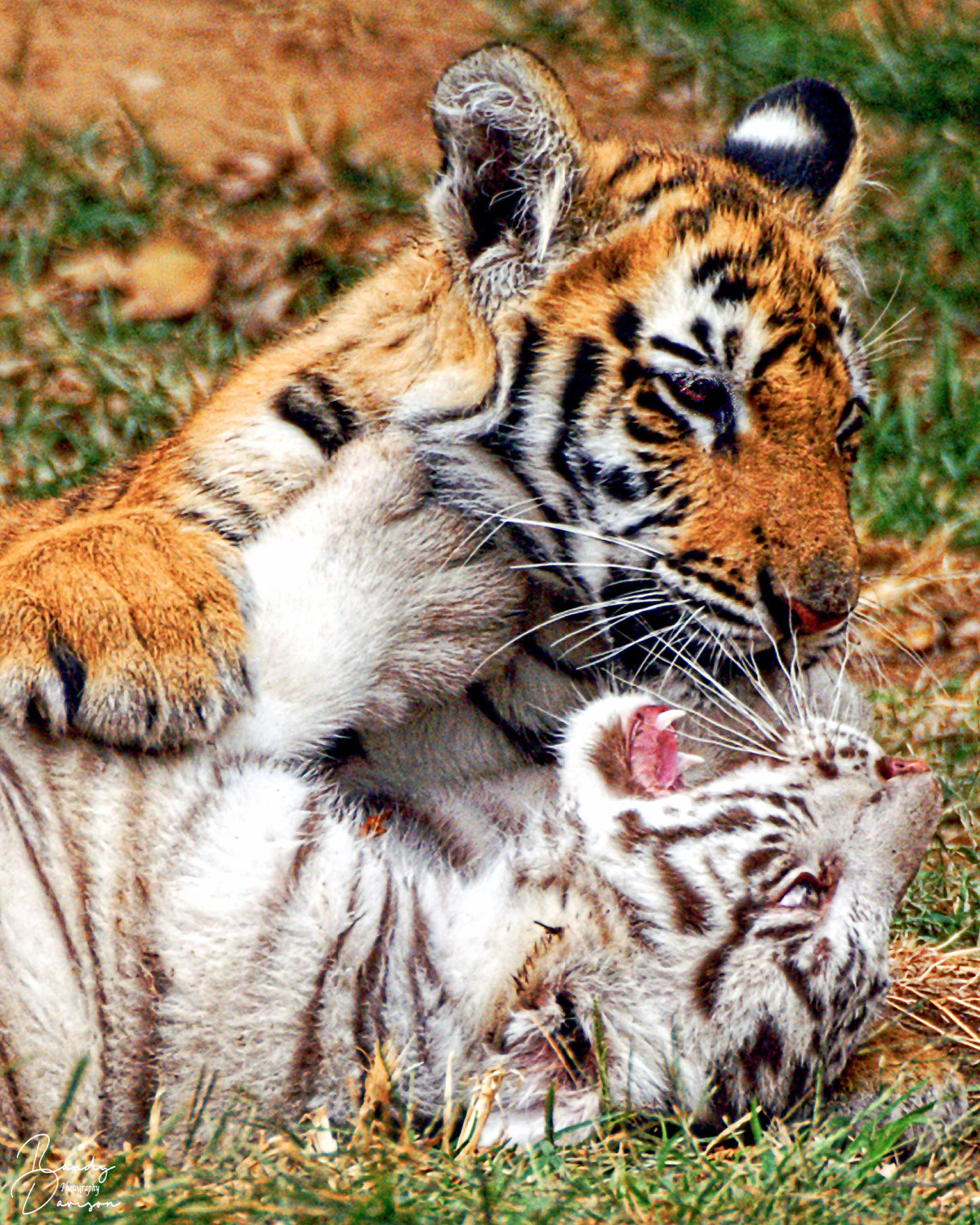 KONICA MINOLTA MAXXUM 7D sample photo. Baby tigers photography