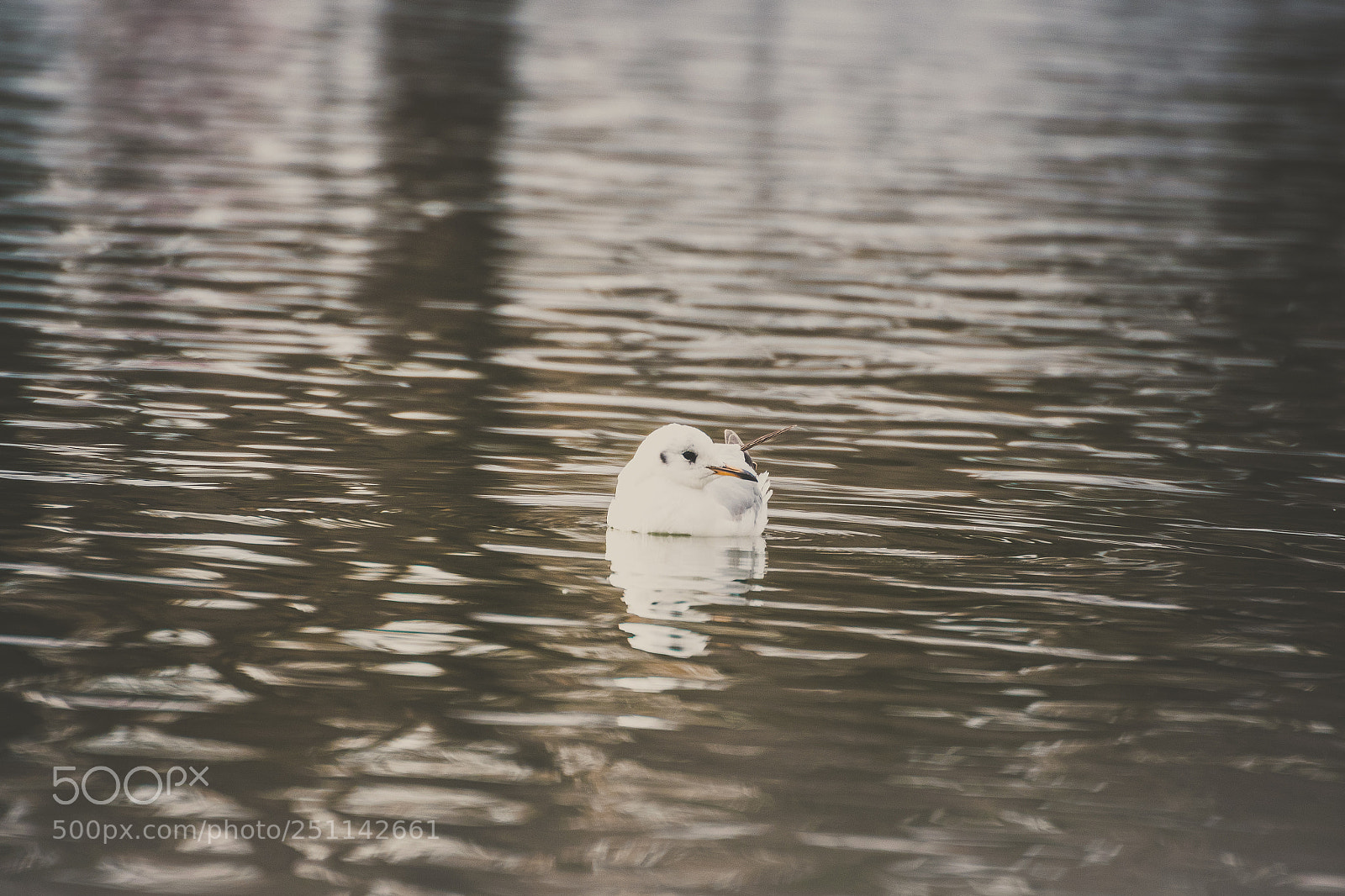 Nikon D3300 sample photo. Untitled photography