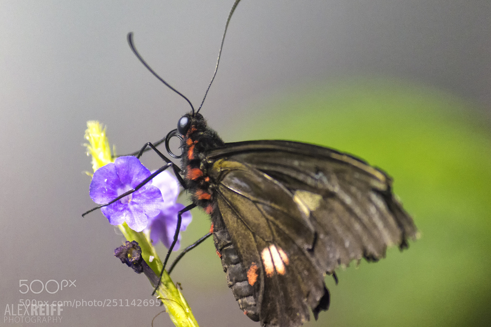 Canon EOS 100D (EOS Rebel SL1 / EOS Kiss X7) sample photo. Butterfly photography