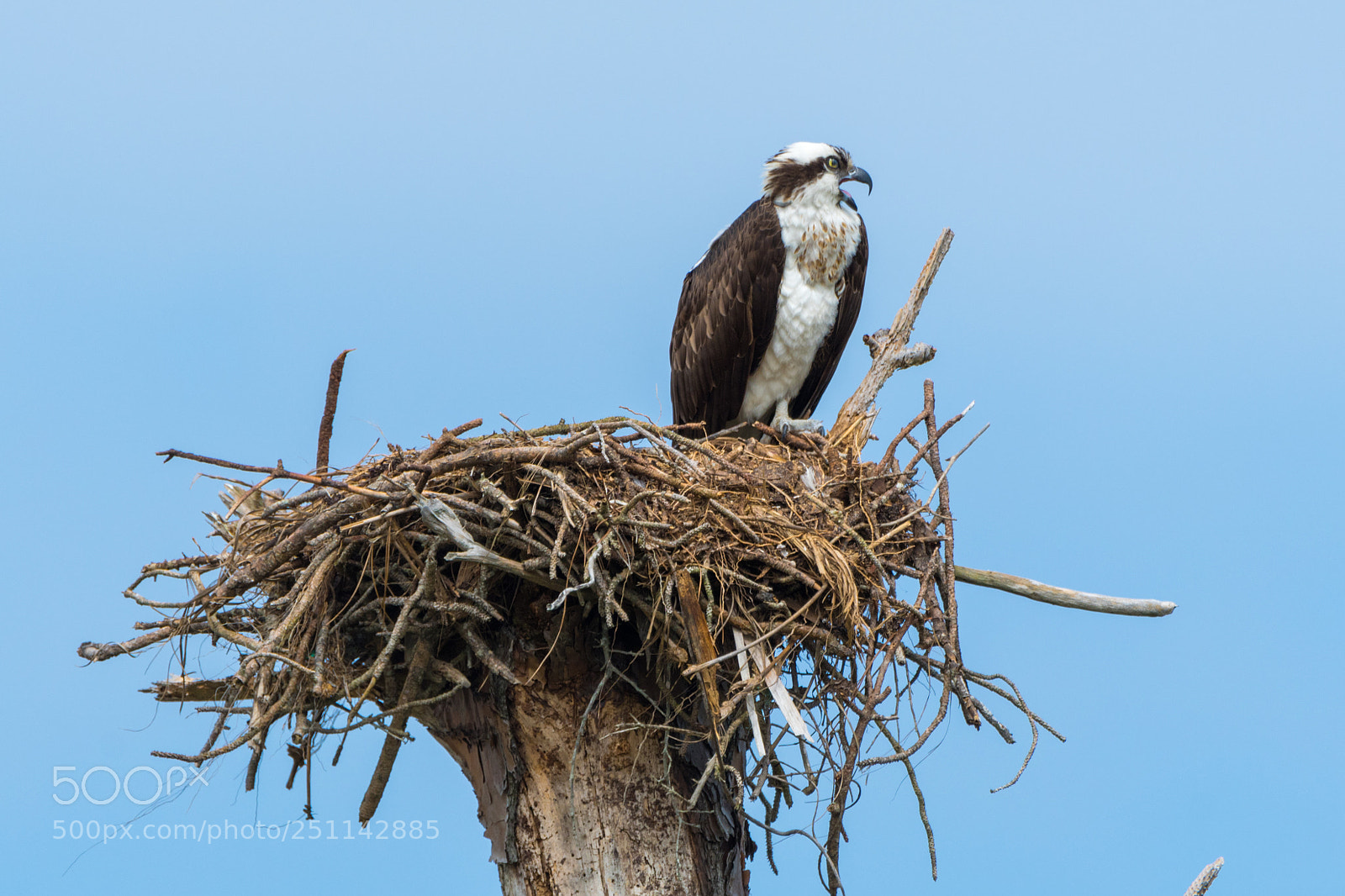 Nikon D500 sample photo. Osprey photography