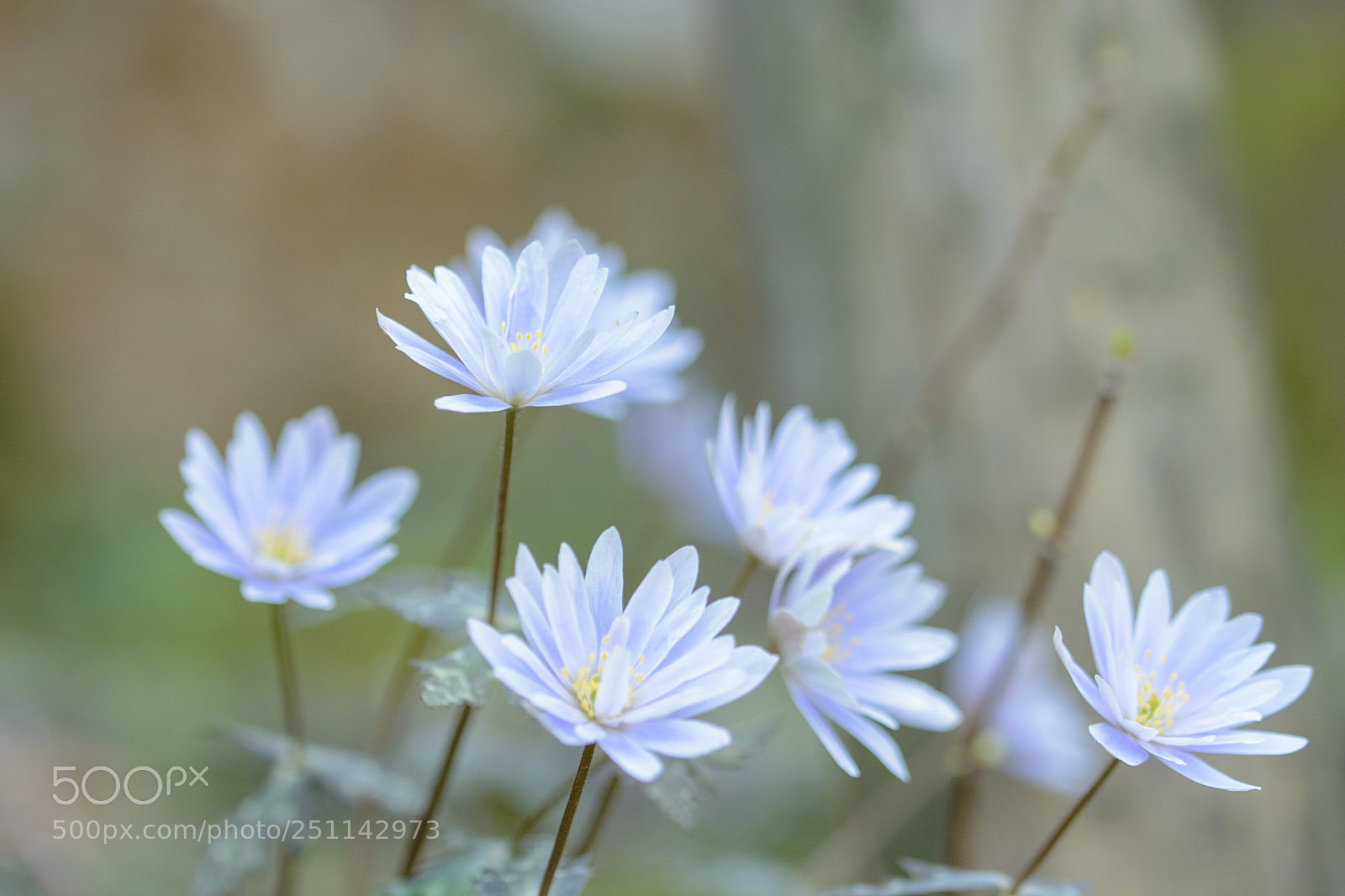 Nikon D7100 sample photo. Peron photography